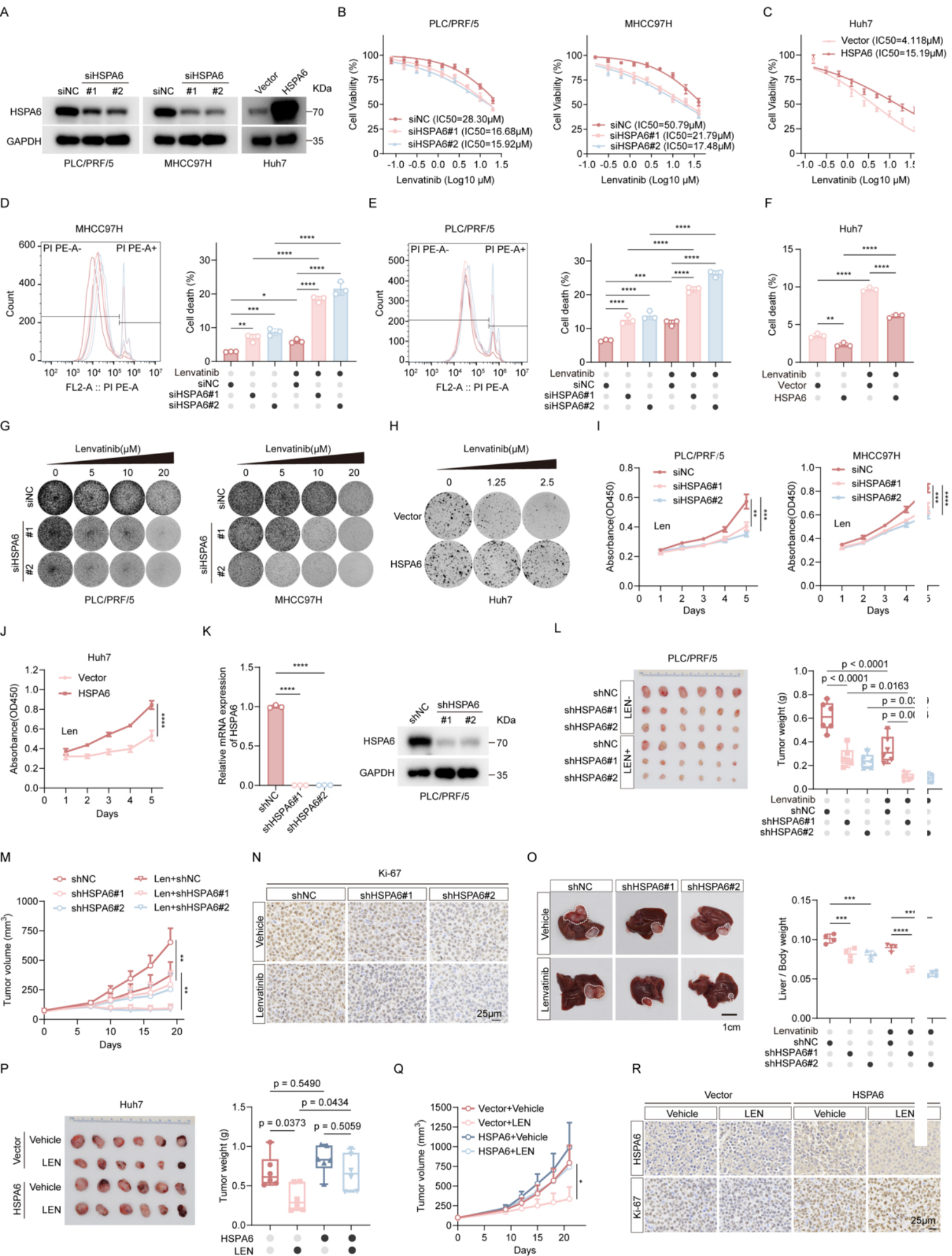 Fig. 2：HSPA6 drives lenvatinib resistance in vitro and in vivo. 1054