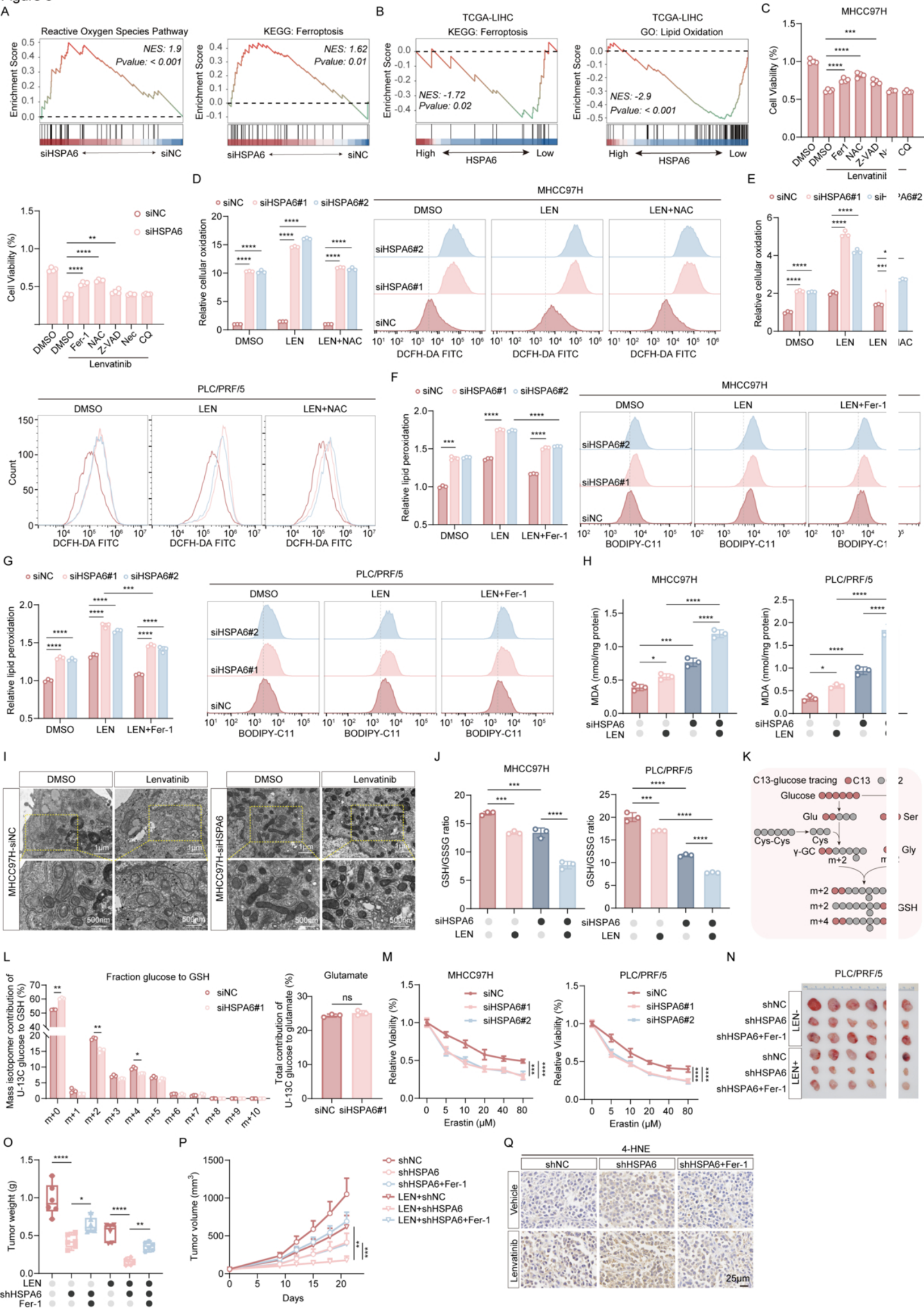 Fig. 3：HSPA6 suppresses lenvatinib-induced ferroptosis to promote resistance. 1077