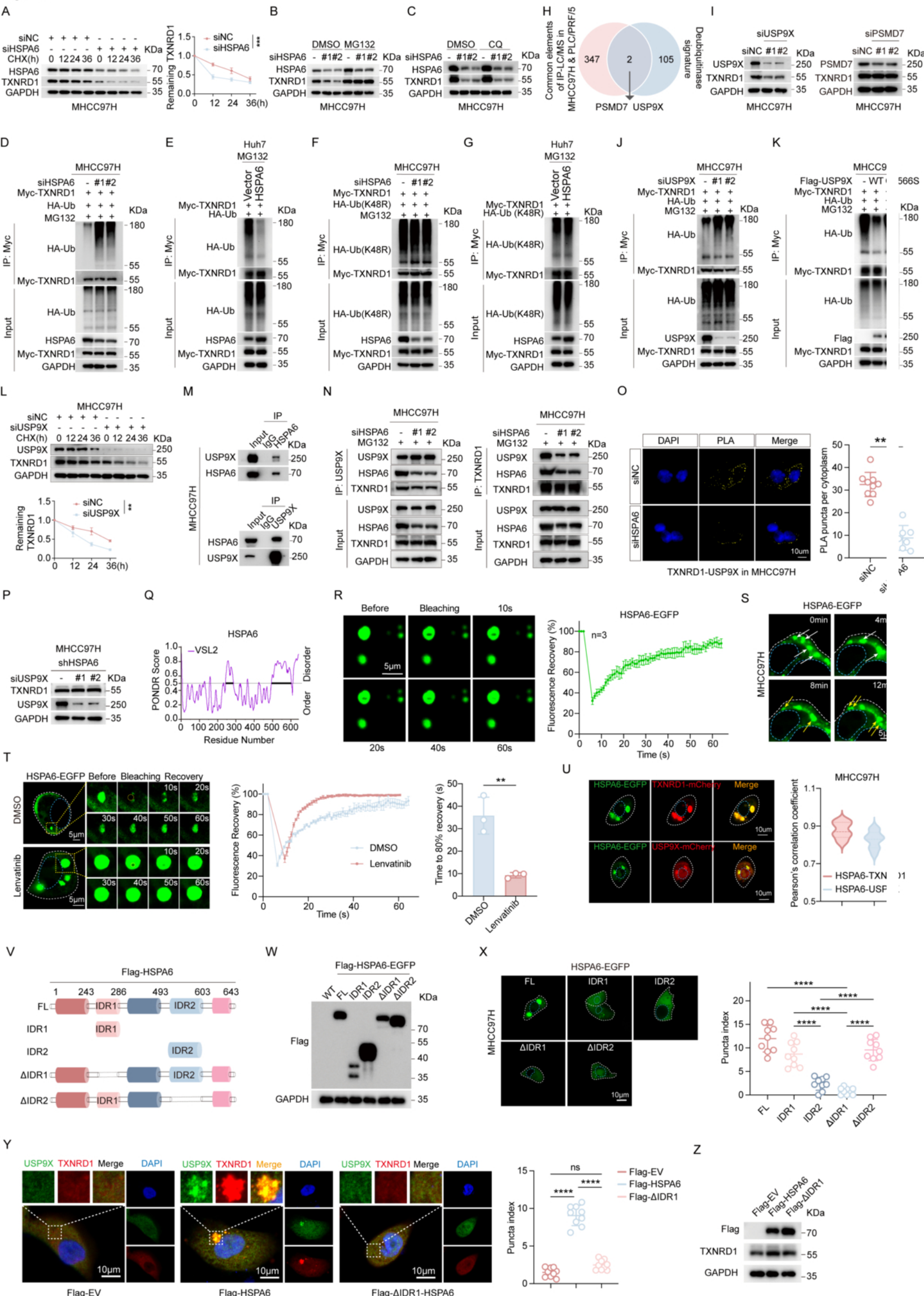 Fig. 5：HSPA6 recruits USP9X to stabilize TXNRD1, and lenvatinib-potentiated HSPA6 1148