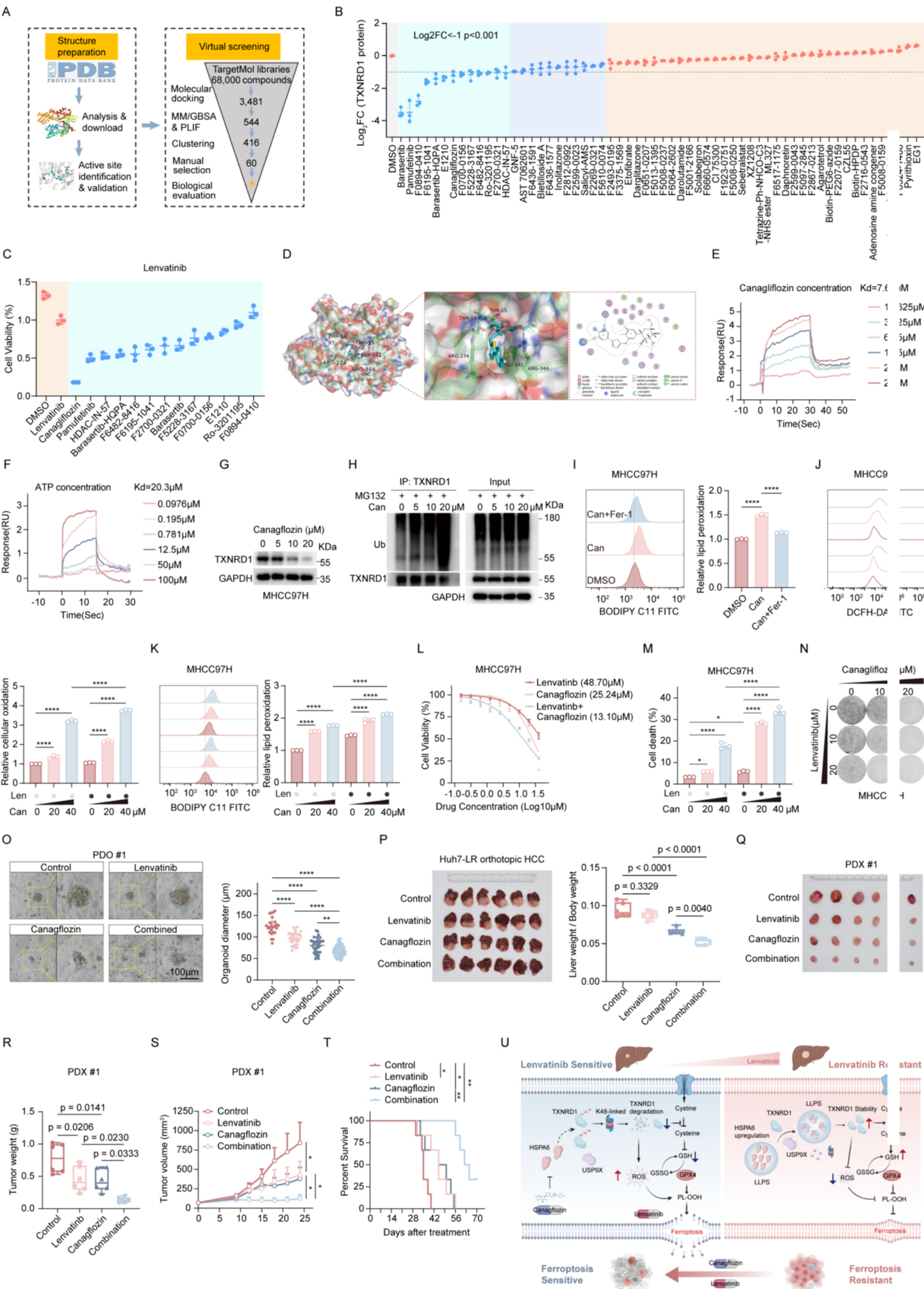 Fig. 6：Repurposing canagliflozin as an HSPA6-targeted ferroptosis sensitizer to 1206