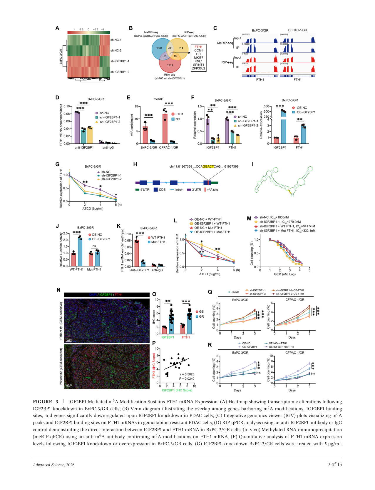 Fig. 3：IGF2BP1 以 m6A 依赖的方式稳定 FTH1 mRNA，是耐药的关键下游