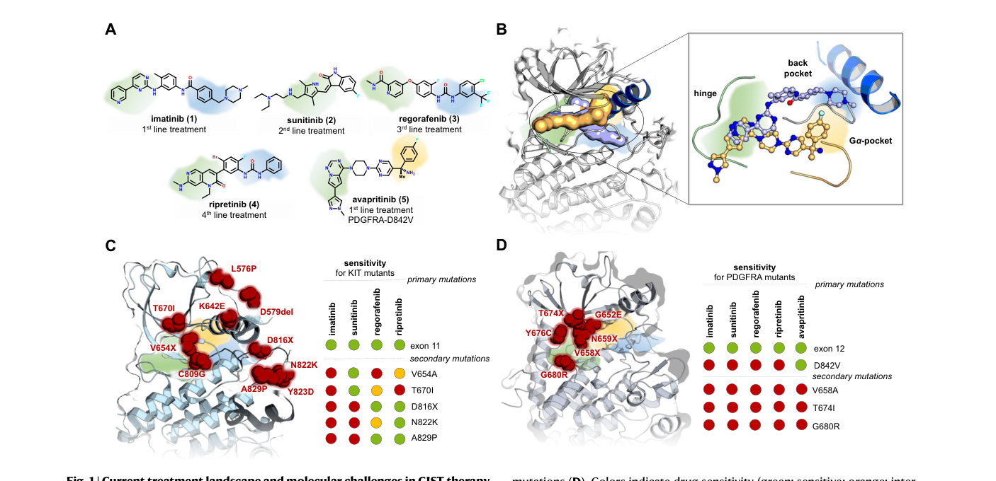 Fig. 1：GIST 治疗版图与耐药突变全景——各获批 TKI 对 KIT/PDGFRA 继发突变的敏感性（绿=敏感，橙=中等，红=耐药）