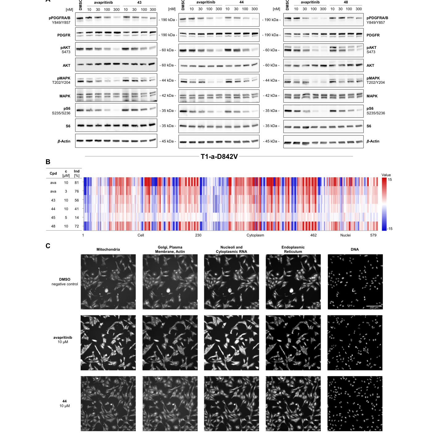 Fig. 6：细胞层面验证——WB 确认 pPDGFRA 及下游信号被剂量依赖抑制；Cell Painting 显示喹唑啉类比 avapritinib 的脱靶形态学扰动更小