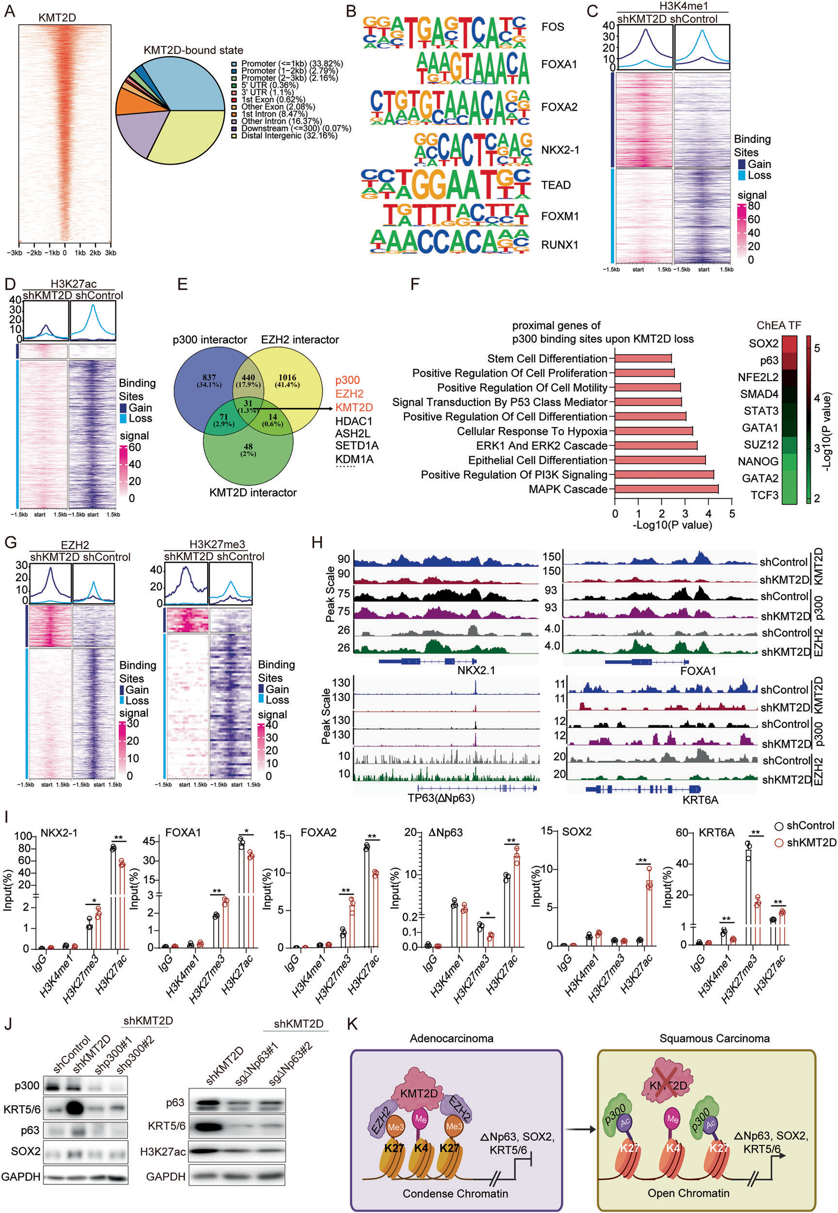 Fig. 3：Loss of KMT2D interrupts the epigenetic crosstalk required to maintain lineage ﬁdelity. A Genome-wide KMT2D occupancy. Left: Heatmap of normalized KMT2D signal centered on peak summits (±3 kb), peaks ranked by intensity. Right: Genomic annotation of KMT2D peaks. B De novo motif analysis at KMT2D, H3K4me1, and H3K27ac binding sites identiﬁed signiﬁcant enrichment for motifs of AP-1 (FOS), FOXA1, FOXA2, NKX2-1, TEAD, FOXM1, and RUNX1. C, D Heatmaps and average proﬁles of H3K4me1 and H3K27ac signal in shKMT2D versus shControl cells centered on the analyzed genomic regions (±1.5 kb). E Venn diagram showing the overlap among p300, EZH2, and KMT2D interacting proteins from BioGRID. Numbers indicate interactor counts in each category; percentages are relative to the total interactome set. F Bar plot (left) showing enriched Gene Ontology (GO) terms among genes proximal to p300 peaks after KMT2D depletion. Heatmap (right) displays ChEA transcription-factor enrichment, colors indicate −log10(P). G Heatmaps and average proﬁles of EZH2 and H3K27me3 signal in shKMT2D and shControl cells centered on the analyzed regions (±1.5 kb). H IGV showing normalized CUT&Tag signal for KMT2D, p300, and EZH2 across promoter and enhancer regions of adenocarcinoma-associated genes (NKX2-1, FOXA1) and squamous-associated genes (ΔNp63, KRT6A). I ChIP-PCR analysis of enrichment of H3K4me1, H3K27me3, and H3K27ac at the NKX2-1, FOXA1, FOXA2, ΔNp63, SOX2, and KRT6A promoter or enhancer, expressed as % input. Data are presented as mean ± SD (n = 3). Group differences were assessed by multiple unpaired two-tailed t-tests (one comparison per mark/locus). IgG serves as the negative control. P < 0.05; P < 0.01. J Western blot analysis of squamous lineage markers in KMT2D-deﬁcient cells following p300 knockdown or ΔNp63 depletion. K Model of KMT2D-dependent regulation of lineage-speciﬁc chromatin states in NSCLC via EZH2 or p300 (Created with BioRender.com).