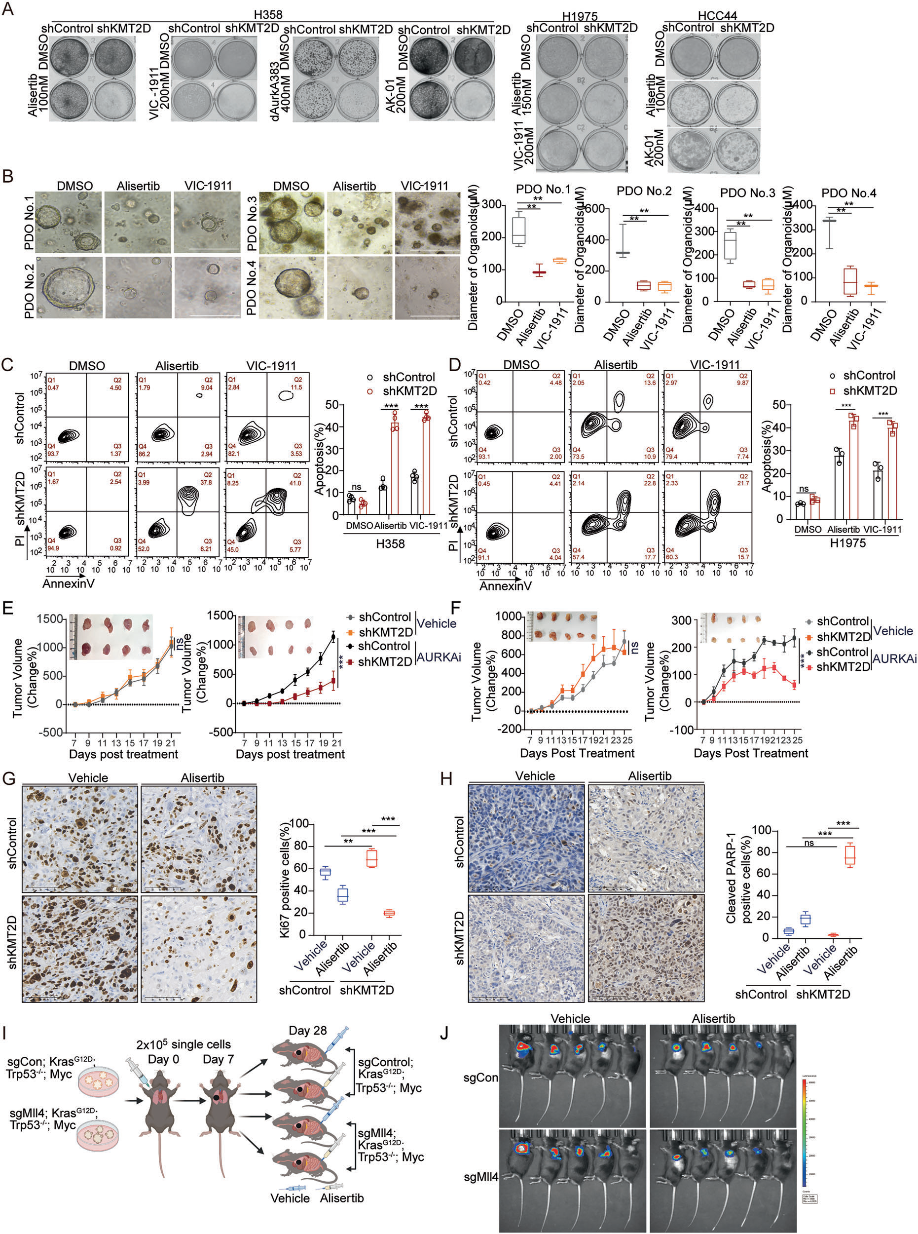 Fig. 5：KMT2D loss confers vulnerability to AURKA inhibition in vitro and in vivo. A Representative colony-formation images for NSCLC cells with shControl or shKMT2D under treatment with the indicated AURKA inhibitors. B Right: Representative images of patient-derived organoids (PDOs) after AURKA inhibitor treatment (Alisertib, VIC-1911). Scale bars, 500 μm. Left: Diameter quantiﬁcation of PDOs under the indicated conditions (mean ± SD, n = 4 or 5). One-way ANOVA with Dunnett’s multiple-comparisons test versus DMSO. P < 0.01. C, D Apoptosis analysis of various NSCLC cells after AURKA inhibitor treatment. The cells in each group were stained with APC-conjugated Annexin V and PI and analyzed by ﬂow cytometry. The numbers in box represents the cell proportion in each quadrant. The statical analysis were did in each group. Data shown as mean ± SD with individual points (n = 3 or 4). Two-way ANOVA. P < 0.001; ns not signiﬁcant. E, F Normalized tumor volume for H1975 and H358 xenografts (shControl vs. shKMT2D) treated with vehicle or alisertib (30 mg/kg). Values are % change from treatment baseline; x-axis shows days on treatment. Data are mean ± SD (n = 4, 5 mice/group). Statistical comparisons were performed using two-way ANOVA. P < 0.001; ns not signiﬁcant. G Left: Representative images show Ki67-positive nuclei (brown staining) in xenograft tumor sections derived from cells expressing either control shRNA (shControl) or shRNA targeting KMT2D (shKMT2D), treated with vehicle or the AURKA inhibitor alisertib. Scale bars: 100 µm. Right: The box plot (right) quantiﬁes the percentage of Ki67-positive cells in each group (n = 4, 5; 5–10 random HPFs per tumor averaged). Two-way ANOVA test, P < 0.01, P < 0.001. H Left: Representative images of cleaved-PARP1 staining in xenograft tumor sections derived from cells expressing either control shRNA (shControl) or shRNA targeting KMT2D (shKMT2D), treated with vehicle or the AURKA inhibitor alisertib. Scale bars: 100 µm. Right: The box plot (right) quantiﬁes the percentage of cleaved-PARP1-positive cells in each group (mean ± SD, n = 4, 5 tumors per group; 5–10 random HPFs per tumor averaged). Two-way ANOVA test, P < 0.01, P < 0.001; ns not signiﬁcant. I Schematic overview of orthotopic mice model (Created with BioRender.com). J Representative IVIS Lumina images of KrasG12D; Trp53−/−; Myc mice with sgControl or sgMll4/Kmt2d tumors under vehicle or alisertib treatment (day 7–28). Color scale indicates radiance, identical exposure and scaling were used across groups.