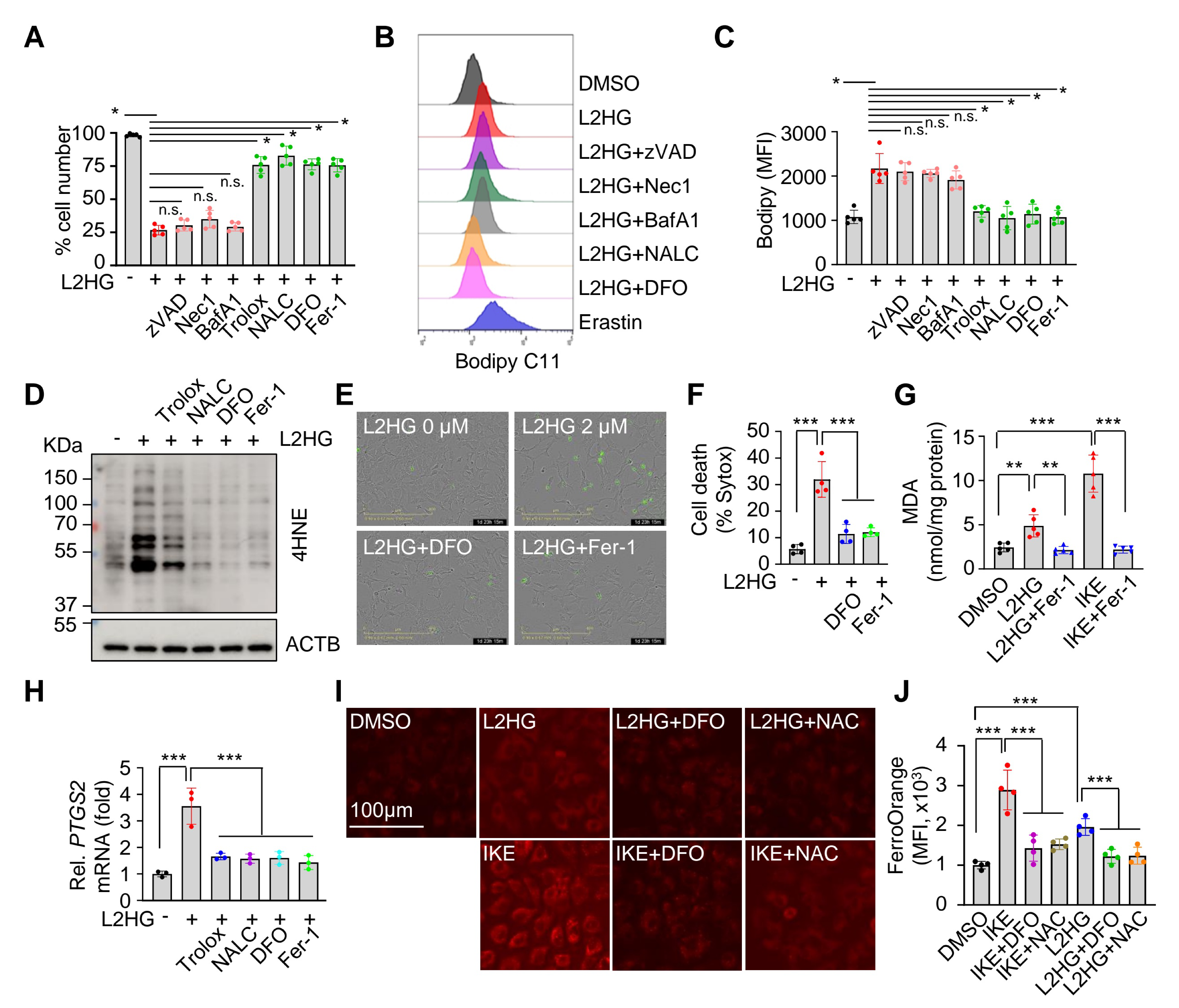 Fig. 3：L2HG induces ferroptosis in HCC cells. A-C) Relative cell numbers and lipid