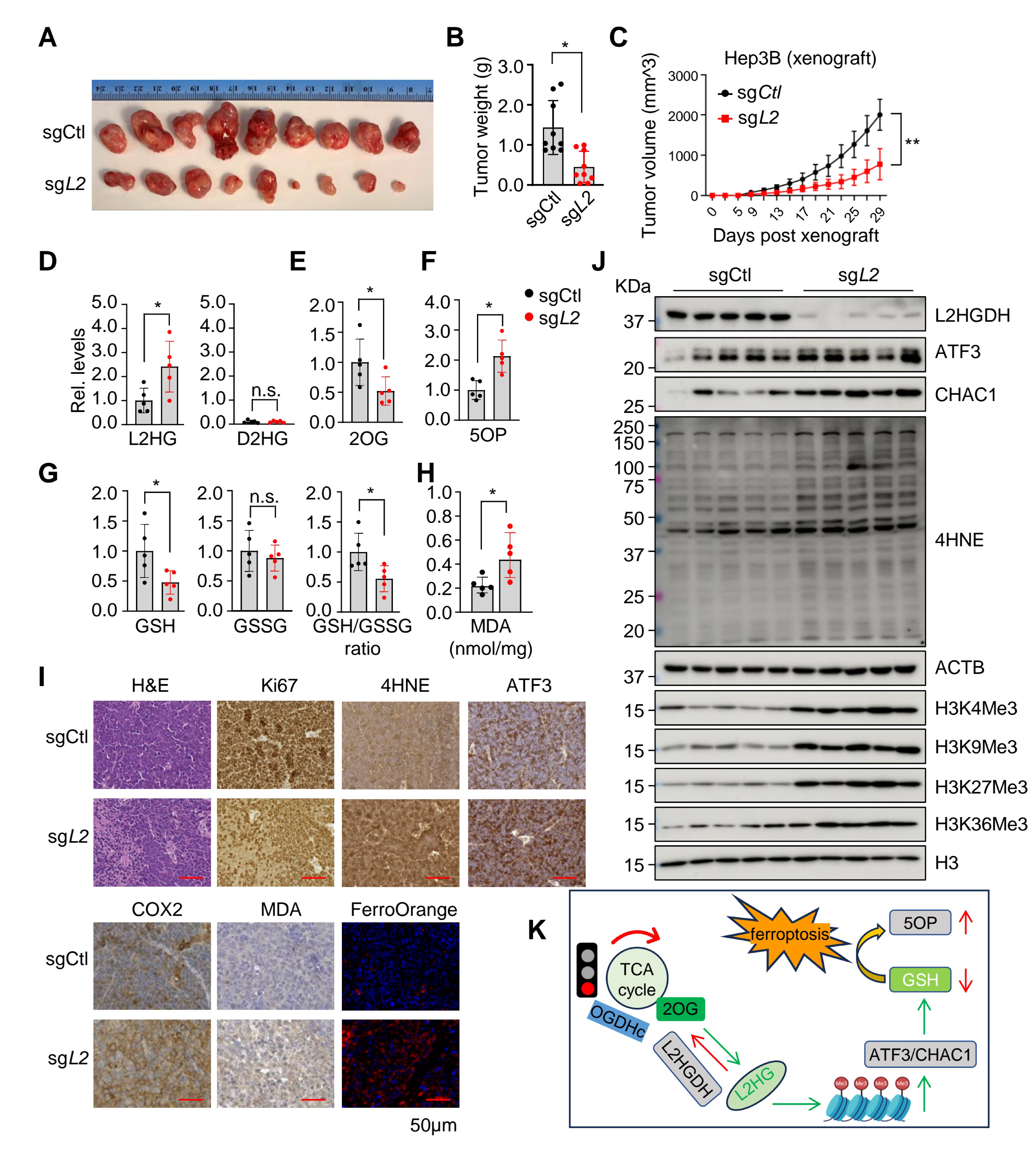 Fig. 6：L2HGDH silencing suppresses tumor growth and promotes ferroptosis in vivo.