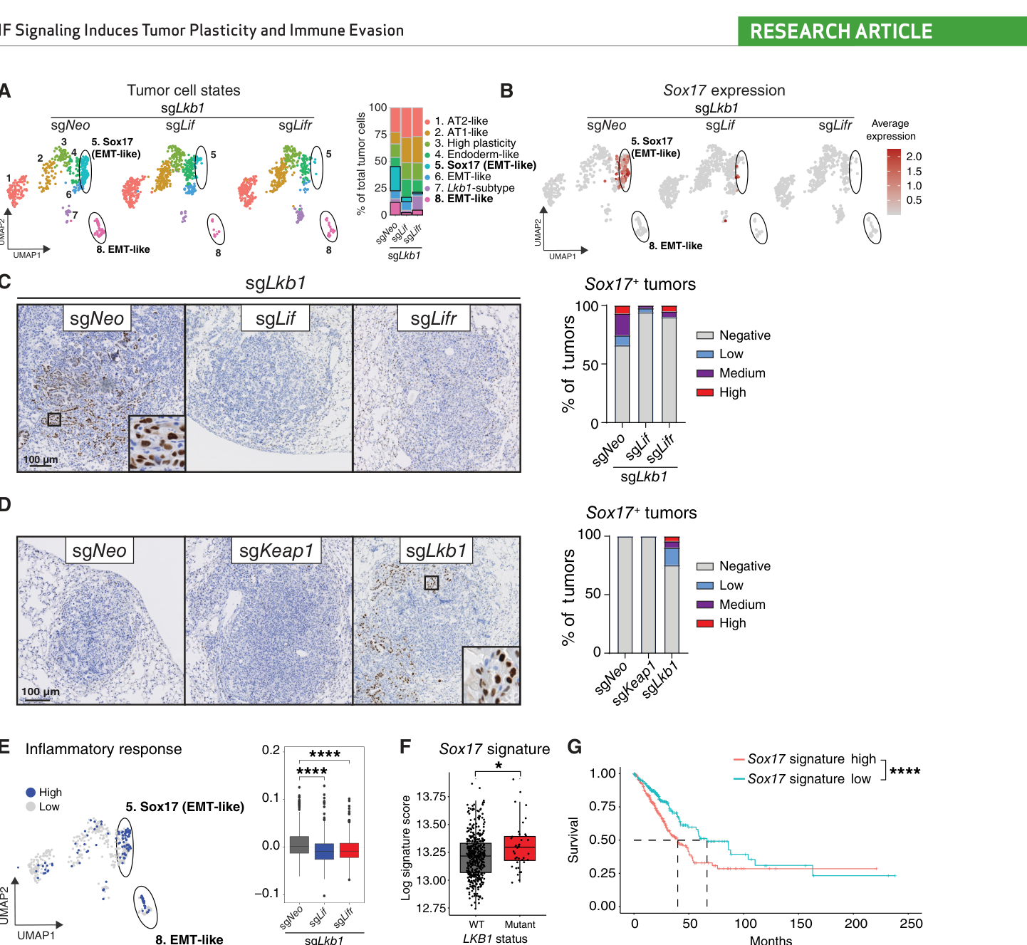 Fig. 4：Autocrine LIF signaling promotes tumor plasticity and induces an inflammatory Sox17+ tumor cell state. A, ExCITE-seq analysis of murine Lkb1-mutant tumor subclusters with deletion of Lif or Lifr (n = 2 per condition). Quantification of clusters is shown on the right. B, Uniform mani\u00ad fold approximation and projection (UMAP) of tumor cells with average gene expression of Sox17 is shown. C, Expression of SOX17 by IHC in murine Lkb1-mutant lung tumors with deletion of Lif or Lifr. Proportion of tumors with positive SOX17 staining and degree of SOX17 expression is shown to the right. D, Expression of SOX17 by IHC in KP lung tumors with deletion of Keap1, Lkb1, or controls (sgNeo). Proportion of tumors with positive SOX17 staining and degree of SOX17 expression is shown to the right. E, Expression of high vs. low Hallmark inflammatory response signature by tumor cluster (left) and tumor genetics (right). F, Enrichment of murine Sox17 tumor signature in KRAS and KRAS/LKB1 mutant human tumors based on TCGA RNA-seq LUAD dataset. Individual patients are shown. G, Survival of patients with LUAD stratified by high or low murine Sox17 signature using TCGA data. Analyzed by log-rank test. , P < 0.05; , P < 0.0001.