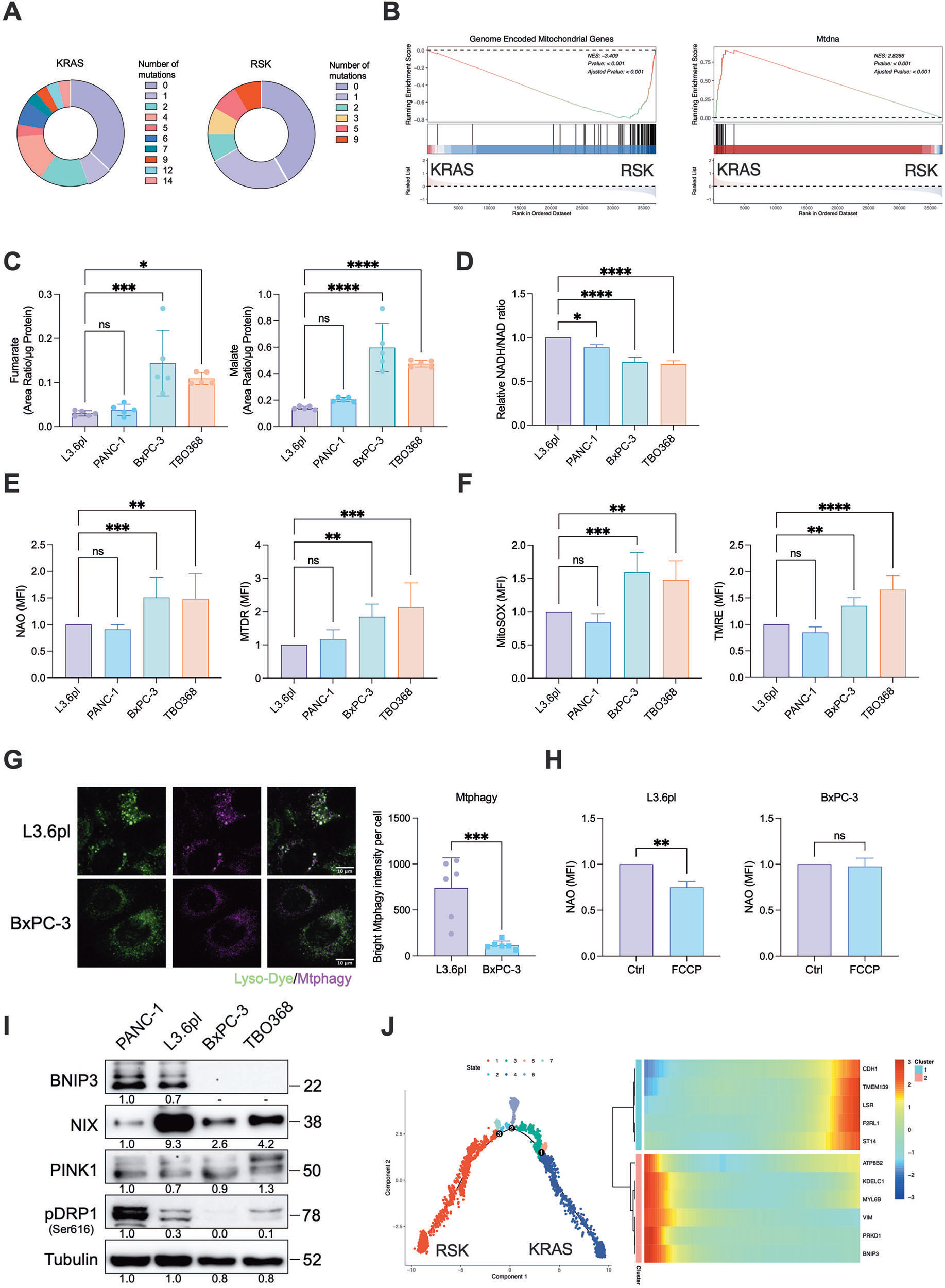 Fig. 4：KRAS 与 RSK 亚型的本质差别——KRAS 亚型携带更多 mtDNA 突变、TCA 中间产物堆积、线粒体功能障碍，且 BNIP3 介导的线粒体自噬缺陷