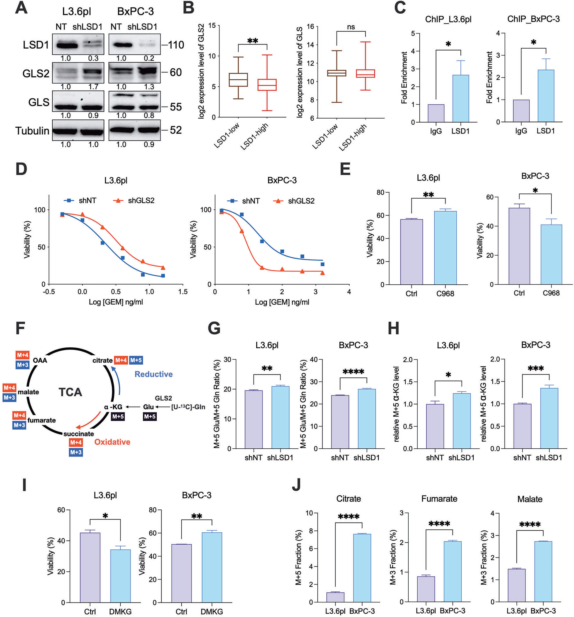 Fig. 6：LSD1 直接结合 GLS2 启动子并抑制其转录；同位素示踪显示增强的谷氨酰胺流在 RSK 走向氧化代谢、在 KRAS 走向还原羧化
