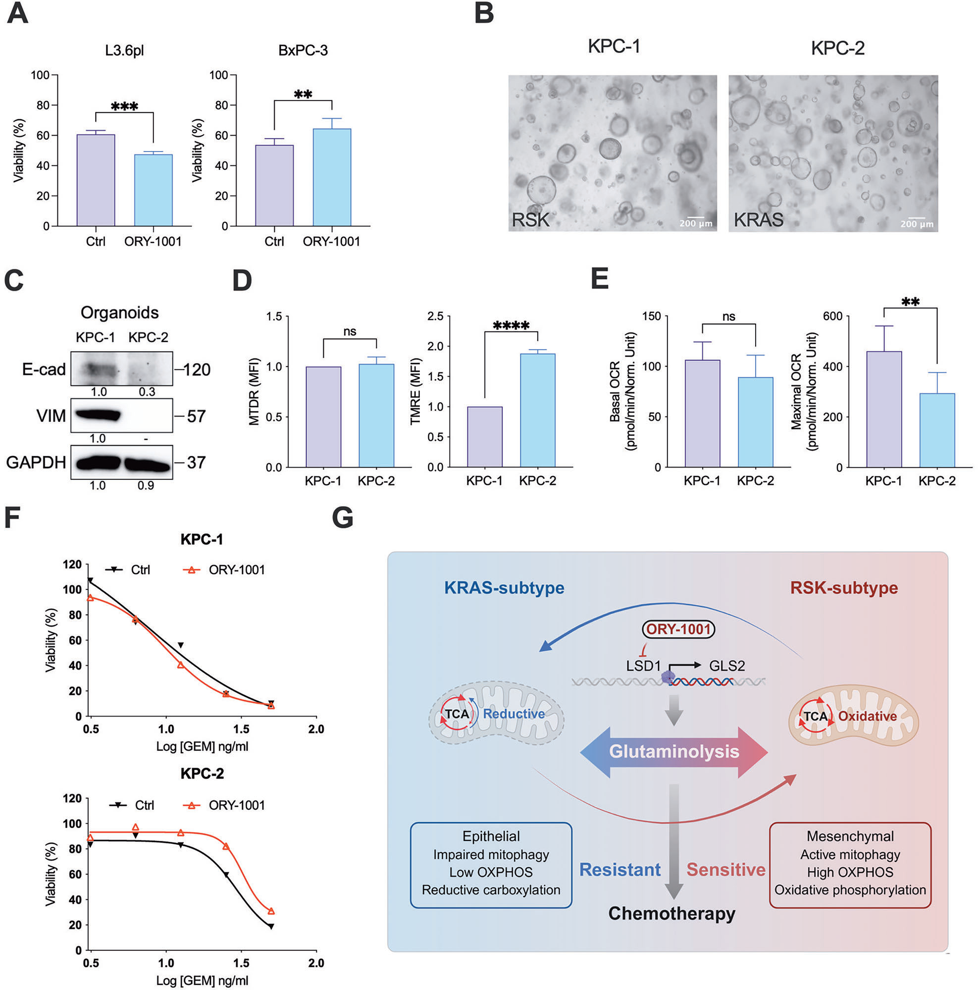 Fig. 7：LSD1 抑制剂 ORY-1001 在 RSK 与 KRAS 亚型类器官中产生相反的化疗响应，并给出 LSD1/GLS2 轴的机制模型