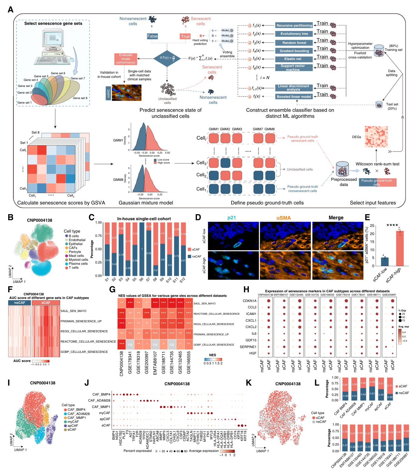Fig. 1：Identifying sCAFs using a CSPM. A, Overview of the CSPM. B, Uniform Manifold Approximation and Projection for Dimension Reduction (UMAP) plot of the major cell types in the discovery cohort (CNP0004138). C, The senescence percentage of CAFs within each sample of the in-house cohort was calculated, and samples were classified as sCAF-high or sCAF-low according to the median value. D and E, Representative images and quantification of mIHC for sCAFs (p21+αSMA+ cells) in samples from the sCAF-high and sCAF-low groups. Data are mean ± SD. F, Heatmap displaying the AUCell scores of senescence gene sets across sCAFs and nsCAFs in the discovery cohort. G, Heatmap showing significant enrichment of senescence gene sets in sCAFs compared with nsCAFs across single-cell datasets, with color intensity reflecting the normalized enrichment score (NES) of GSEA. H, Dot plot comparing the expression of senescence markers across sCAFs and nsCAFs in