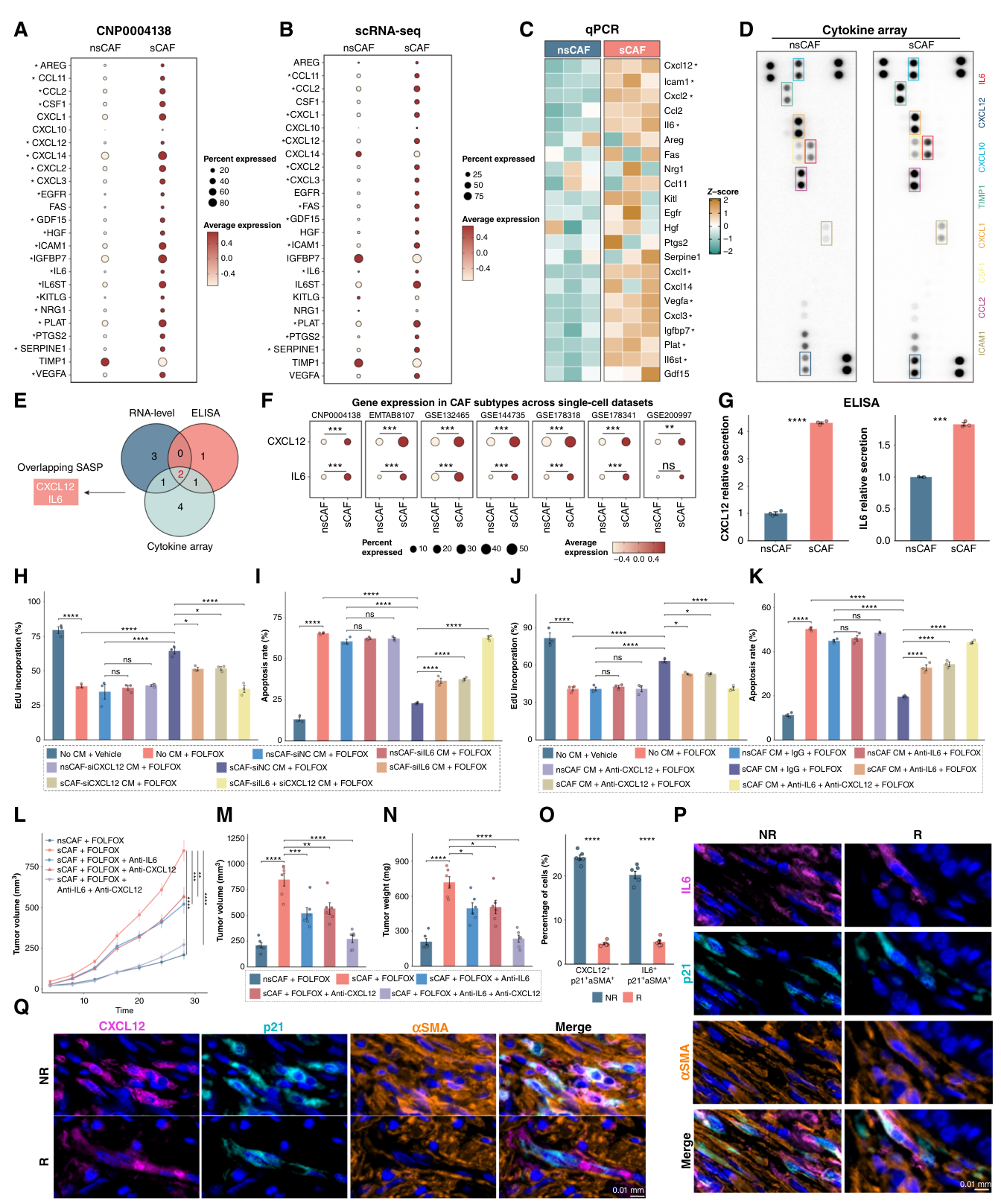 Fig. 4：sCAFs lead to chemotherapy resistance through the secretion of IL6 and CXCL12. A, Dot plot displaying higher expression levels of SASP components in sCAFs compared with nsCAFs in the discovery cohort. Genes expressed significantly higher in sCAFs are labeled with an asterisk (). B, Expression of SASP components in sCAFs and nsCAFs in the combined single-cell dataset comprising eight public validation cohorts. Genes expressed significantly higher in sCAFs are labeled