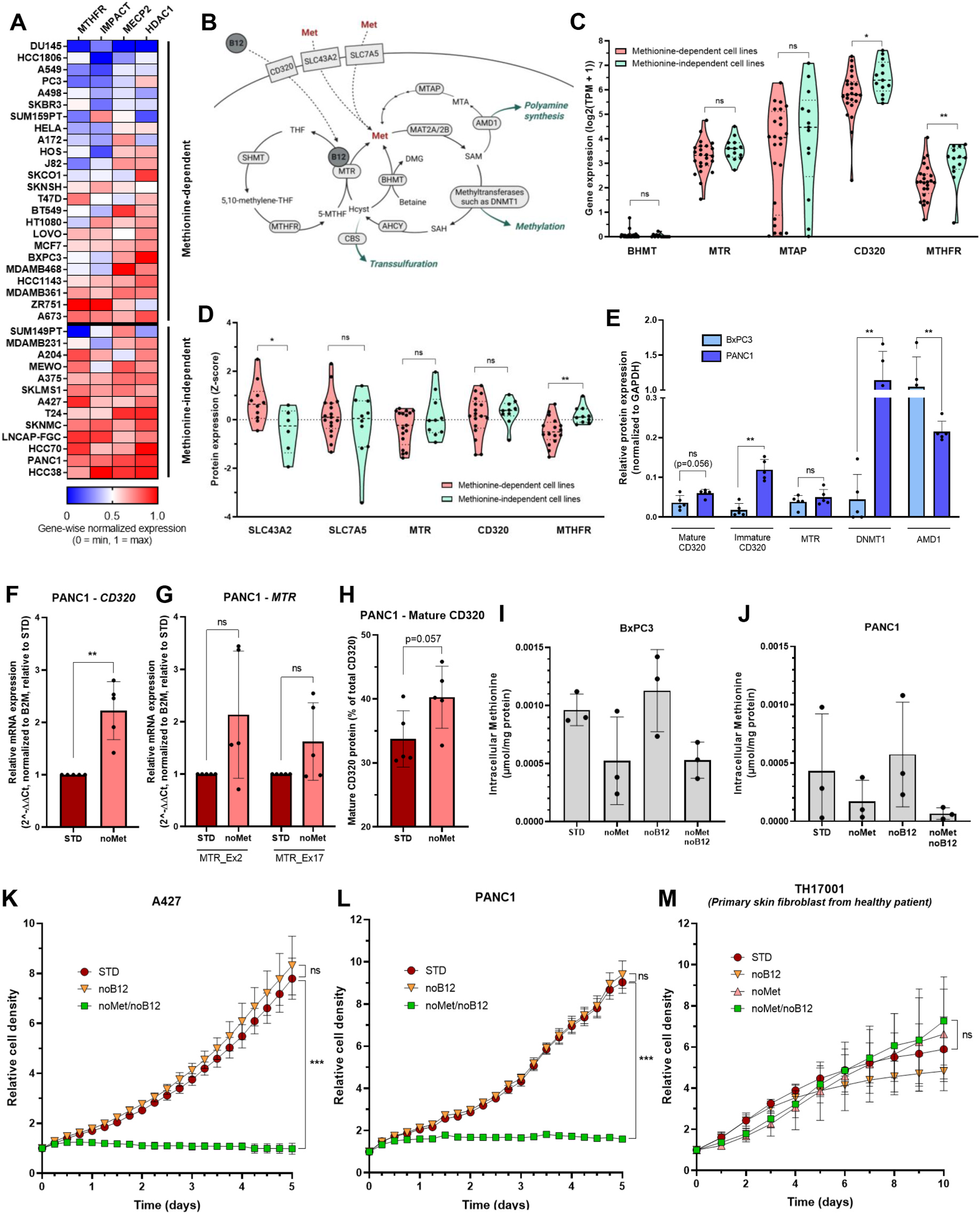 Fig. 2：Methionine-independent cancer cells maintain high methionine demand and rely on B12-dependent endogenous synthesis A. Heatmap of the normalized expression (gene-wise) of 4 selected genes among the top 200 most overexpressed in methionine-independent versus methionine- dependent cell lines, and involved in methylation-based transcriptional regulation (MECP2, HDAC1), folate and homocysteine metabolism (MTHFR), and inhibi\u00ad tion of amino acid starvation-induced stress (IMPACT). This analysis included 24 methionine-dependent cell lines (A172, A498, A549, A673, BT549, BxPC3, DU145, HCC1143, HCC1806, HeLa, HOS, HT1080, J82, LoVo, MCF7, MDAMB361, MDAMB468, PC3, SKBR3, SKCO1, SKNSH, SUM159PT, T47D, and ZR751) and 13 methionine-independent cell lines (A204, A375, A427, HCC38, HCC70, LNCaP Clone FGC, MDAMB231, MeWo, PANC1, SKLMS1, SKNMC, SUM149PT, and T24). Bulk RNA-sequencing expression data (log2(TPM+1)) were retrieved from the Cancer Cell Line Encyclopedia (CCLE; DepMap Public 25Q2 release). B. Schematic representation of methionine uptake, intracellular synthesis, and downstream use. Abbreviations: 5-MTHF, 5-methyltetrahydrofolate; AHCY, adeno\u00ad sylhomocysteinase; AMD1, adenosylmethionine decarboxylase 1; B12, vitamin B12; BHMT, betaine-homocysteine methyltransferase; CBS, cystathionine β-synthase; CD320, transcobalamin II receptor; DMG, dimethylglycine; DNMT1, DNA (cytosine-5)-methyltransferase 1; Hcyst, homocysteine; MAT2A/2B, methionine adeno\u00ad syltransferases 2A/2B; Met, methionine; MTA, 5′-methylthioadenosine; MTAP, methylthioadenosine phosphorylase; MTHFR, methylenetetrahydrofolate reductase; MTR, methionine synthase; SAH, S-adenosylhomocysteine; SAM, S-adenosylmethionine; SHMT, serine hydroxymethyltransferase; SLC43A2 and SLC7A5, amino acid transporters; THF, tetrahydrofolate. C-D. mRNA expression (log2(TPM+1)) (C) and protein abundance (Z-score) (D) for genes involved in methionine synthesis or methionine uptake, with comparisons between methionine-dependent and methionine-independent cell lines. Dots indicate individual cell lines, while dashed lines represent the median (center) and interquartile range (upper and lower). This analysis included the previously listed methionine-dependent and methionine-independent cancer cell lines, restricted to cell lines with available transcriptomic or proteomic data in the corresponding CCLE database. Bulk RNA-sequencing expression data (log2(TPM+1)) were retrieved from the Cancer Cell Line Encyclopedia (CCLE; DepMap Public 25Q2 release) and proteomic data (Z-scores) were obtained from the CCLE-associated Gygi laboratory proteomic dataset. E. Protein expression of key regulators of methionine metabolism in methionine-dependent (BxPC3) and methionine-independent (PANC1) cancer cell lines assessed by Western blot. Relative protein levels of mature and immature CD320, MTR, DNMT1, and AMD1 were quantified and normalized to GAPDH. F-G. RT-qPCR analysis of CD320 (F) and MTR (G) mRNA expression in PANC1 cells under standard (STD) or methionine-deprived (noMet, Hcyst+/Met-) conditions. MTR expression was assessed using two independent exon targets (Ex2 and Ex17). Data are normalized to housekeeping genes and expressed relative to STD. H. Relative proportion of mature CD320 in PANC1 cells under STD or noMet conditions, assessed by Western blot. The mature, fully glycosylated membrane form of CD320 is expressed as a fraction of total CD320 protein (mature + immature intracellular form). I-J. Intracellular methionine levels in BxPC3 (H) and PANC1 (I) cells under STD, noMet, noB12, and noMet/noB12 conditions, measured by HPLC–MS/MS and normalized to total protein content. K-M. Cell proliferation of methionine-independent A427 cells (K), PANC1 cells (L), and primary skin fibroblasts (M) under methionine and/or B12 deprivation conditions. Data are presented with mean ± SD. Statistical significance determined by Student&rsquo;s t-test. p < 0.05; p < 0.01; p < 0.001; ns: not significant.