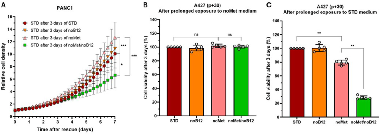 Fig. 3：Combined methionine and B12 deprivation synergistically reduces viability and induces apoptosis in methionine-independent cancer cells A-B. Cell viability of methionine-independent PANC1 (pancreatic carcinoma) cells assessed by resazurin assay after 3 days under: (A) standard condition (STD), methionine deprivation (noMet), B12 deprivation (noB12), or combined deprivation (noMet/noB12); (B) STD or noMet medium, with the addition of siRNA- mediated knockdown of MTR (siMTR) or a non-targeting control siRNA (siCTRL). C. Viability of a panel of methionine-independent cancer cell lines, primary tumor-derived cells, and healthy fibroblasts, after 3 days under the same conditions as in (A), including neuroblastoma SKNMC cells, colorectal adenocarcinoma HT29 cells, lung adenocarcinoma A427 cells, urinary bladder carcinoma T24 cells, pancreatis carcinoma PANC1 cells, melanoma MeWo cells, leiomyosarcoma SKLMS1 cells, surgically resected lung primary adenocarcinoma cells, and primary fibroblast from skin biopsy of healthy female and male donors. D. Representative flow cytometry plots (Annexin V/PI staining) in PANC1 cells and primary fibroblasts after 10 days in STD, noB12, noMet or noMet/noB12 media. Q3: Viable cells (Annexin V−/PI−); Q4: early apoptotic (Annexin V+/PI−); Q2: late apoptotic (Annexin V+/PI+); Q1: necrotic (Annexin V−/PI+). E. Quantification of apoptotic populations in PANC1 cells over time under methionine and/or B12 deprivation. F. Quantification of apoptotic cells (early and late apoptosis) in PANC1 cells after 10 days under standard (STD) or combined methionine and B12 deprivation (noMet/noB12) conditions, with or without the pan-caspase inhibitor emricasan (10 μM) G. Representative flow cytometry plots (Annexin V/PI staining) of PANC1 cells under standard (STD) or combined methionine and B12 deprivation (noMet/noB12) conditions, in the presence or absence of emricasan (10 μM), illustrating the effect of caspase inhibition on apoptosis. H. Quantification of apoptotic and necrotic populations in primary skin fibroblasts from healthy donors after 10 days of methionine and/or B12 deprivation. I. 3D surface plot depicting the δ-score distribution across 36 combinations of methionine and vitamin B12 concentrations, with positive values (red) indicating synergy and negative values (green) antagonism. Cell viability was measured after 3 days of exposure, and synergy was quantified using the ZIP (Zero Interaction Potency) model. Data are presented with mean ± SD. Statistical significance determined by Student&rsquo;s t-test. p < 0.05; p < 0.01; p < 0.001; ns: not significant; PI: Propidium iodide. (For interpretation of the references to color in this figure legend, the reader is referred to the Web version of this article.)