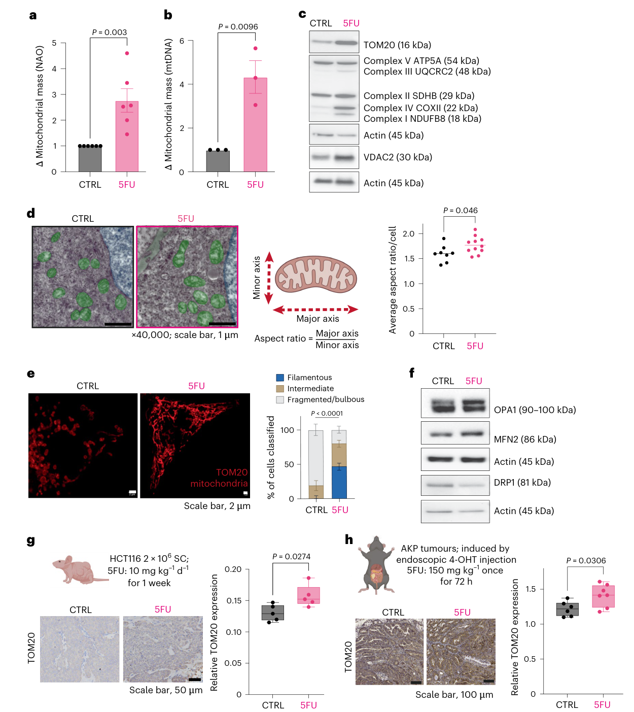 Fig. 1：5FU treatment drives metabolic adaptation in CRC models. a,b, Mitochondrial mass in HCT116 cells treated with or without 5FU (±5FU) for 72 h, measured by NAO staining (a) or mtDNA content (b). Data points show biological replicates from triplicate means, normalized to mean control (CTRL) from technical replicates. Bars show biological means; error bars, s.e.m. c, Western blot analysis of HCT116 ±5FU (72 h) protein lysates for mitochondrial proteins. Representative blots of n = 5 are shown. d, Transmission electron microscopy images of HCT116 cells ±5FU, with the measurements taken from visible mitochondria to calculate aspect ratio illustrated. Each data point shows the cell mean of all mitochondria per individual cell, with eight cells (CTRL) or 11 cells (5FU) quantified; overall mean shown as line. e, confocal microscopy