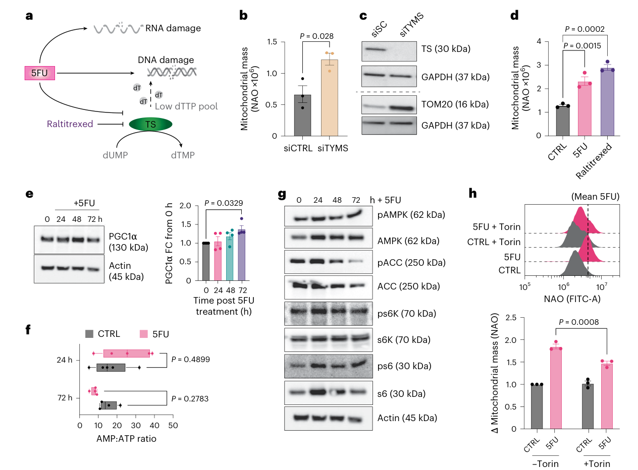 Fig. 3：5FU treatment increases mitochondrial mass via TS inhibition and mTORC1 signalling. a, Schematic showing impact of 5FU and raltitrexed treatment. b,c, Mitochondrial mass assessed by NAO staining (b, n = 3 biological replicates; mean ± s.e.m.) or TOM20 expression in protein lysates (c) from HCT116 cells transfected with siRNA against CTRL or TYMS. Representative blots of n = 3 shown. d, NAO staining (n = 3 biological replicates; mean ± s.e.m.) of mitochondrial mass in cells treated with 5FU or raltitrexed for 72 h. e, PGC1α expression in protein lysates from cells treated ± 5FU over 72 h relative to actin loading control. Representative blots of n = 4 shown, with four replicates quantified by densitometry; mean ± s.e.m. FC, fold change. f, AMP:ATP