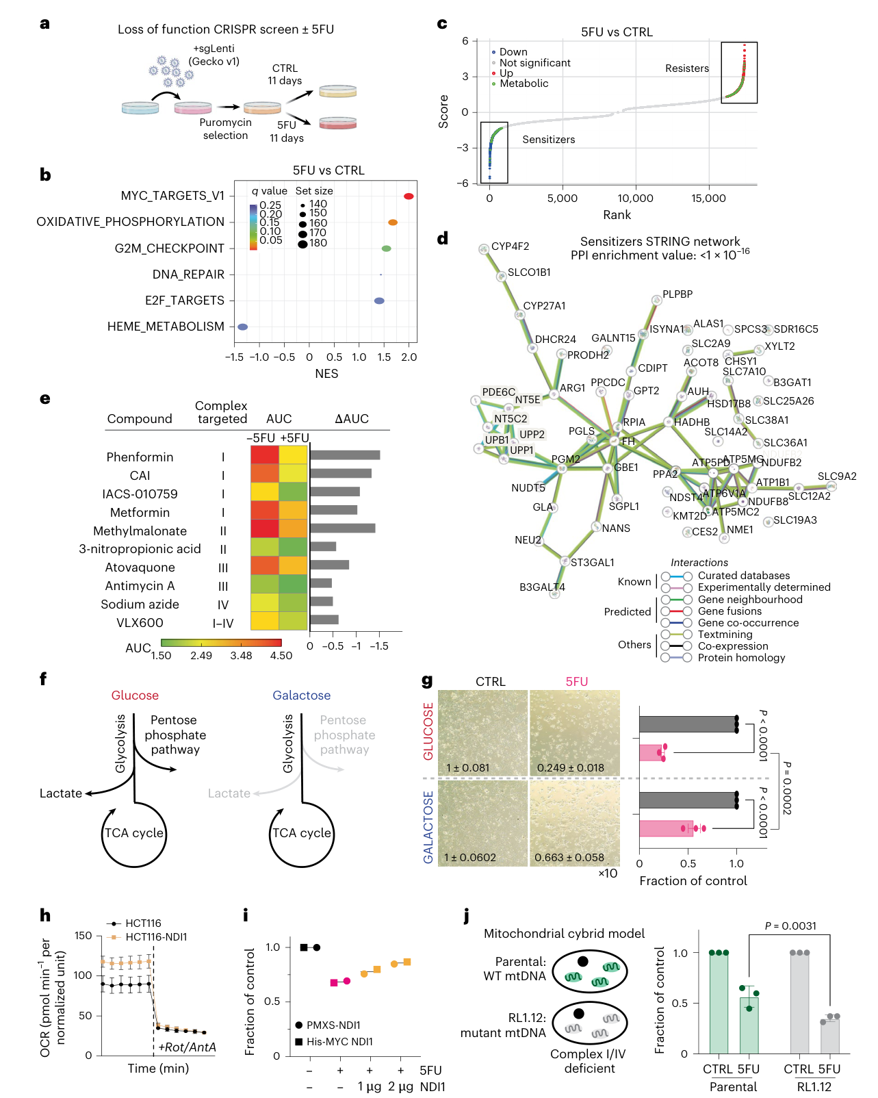Fig. 5：Mitochondrial metabolism dictates sensitivity to 5FU. a, Schematic representing experimental protocol for CRISPR screening with 5FU in HCT116 cells. b, GSEA analysis of MAGeCK RRA input. c, Sensitizers (blue) and resisters (red) identified by MAGeCKflute Cutoff Calling, with metabolic genes indicated in green. d, STRING network analysis of sensitizers with protein–protein interaction (PPI) enrichment indicated. e, AUC of mitochondrial ETC inhibitors in cells treated ±5FU at 72 h, with complex targeted detailed, and change in AUC (ΔAUC, +5FU – 5FU) shown. f, Schematic representing metabolic change imposed by culturing cells in galactose. g, Representative images and quantification (n = 3 biological replicates; mean ± s.e.m.) of cells cultured in glucose or galactose