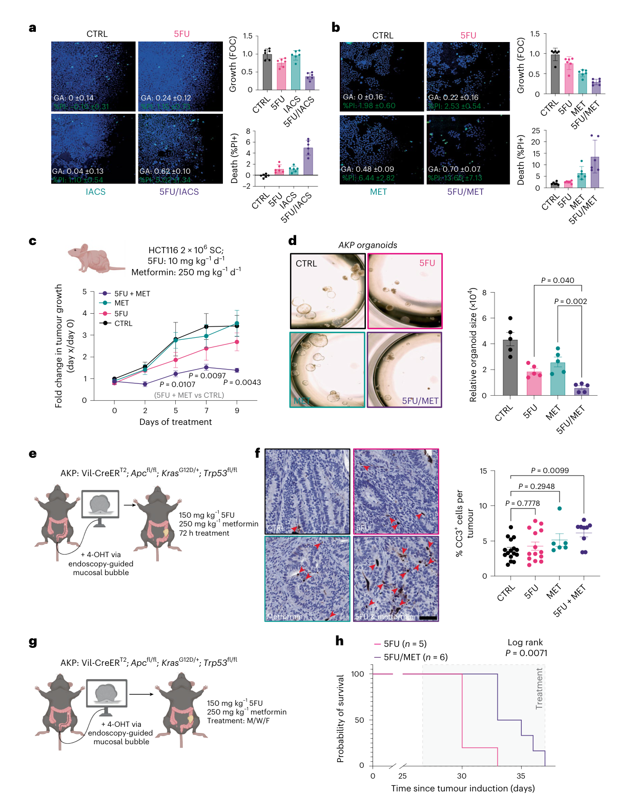 Fig. 6：Inhibiting mitochondrial metabolism increases 5FU efficacy. a,b, High- content images (magnification, ×10) from HCT116 cells stained with Hoechst 33342 (blue) and propidium iodide (PI; green) following treatment ±5FU and ±CI inhibitors IACS-010759 (IACS; a) or metformin hydrochloride (MET; b) for 72 h. Change in growth (number of Hoechst-positive cells relative to vehicle control and media-only control) and death (% PI-positive cells relative to vehicle control) are shown; data points show technical replicates ± s.d., with mean growth arrest (1 − growth FOC (fraction of control)) and mean % PI-positive ± s.d. denoted. c, HCT116 subcutaneous xenograft growth over time in mice treated with PBS (CTRL), 5FU, metformin or 5FU + metformin combination, with tumour growth normalized to day 0. Data points show mean tumour volume per group ± s.e.m. at each timepoint (n = 4 or 5 animals per group). d, AKP organoids treated as indicated with 5 μM 5FU and/or 3 mM metformin for 72 h. Representative images (magnification, ×4) and quantification of relative organoid size are shown.