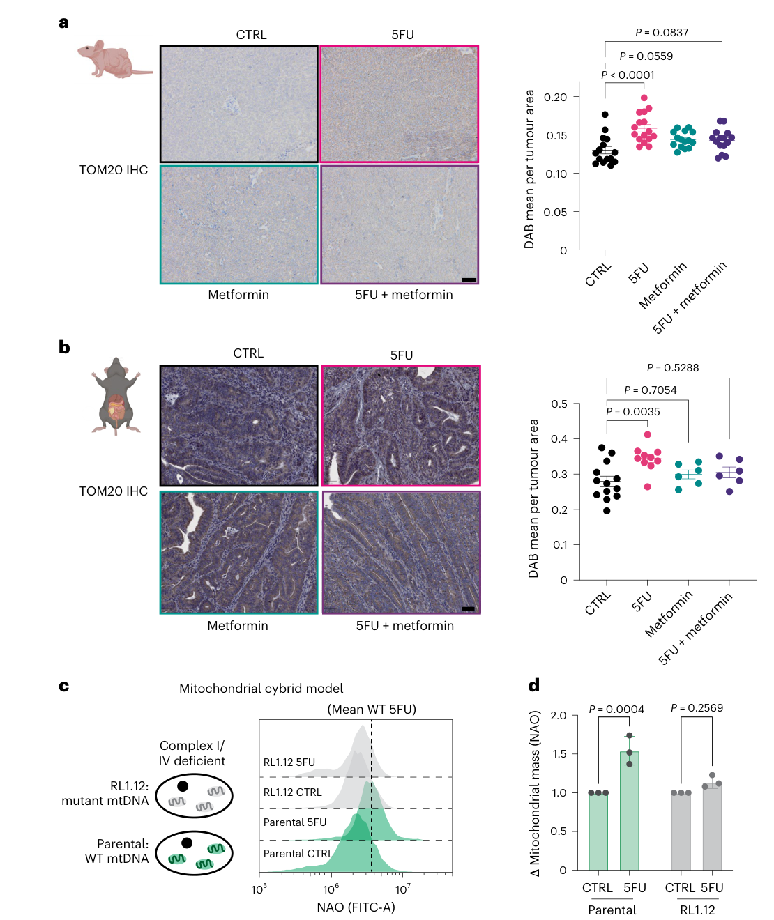 Fig. 7：Inhibiting mitochondrial metabolism blunts 5FU-driven mitochondrial biogenesis. a,b, Relative mean intensity of TOM20 staining of HCT116 xenografts (a, from Fig. 6c) or AKP tumours (b, from Fig. 6e) per tumour area measured. Scale bar, 50 μm. c,d, Mitochondrial mass by NAO staining in WT mtDNA (parental) and mutant mtDNA (RL1.12) cybrid cells ±5FU, with representative