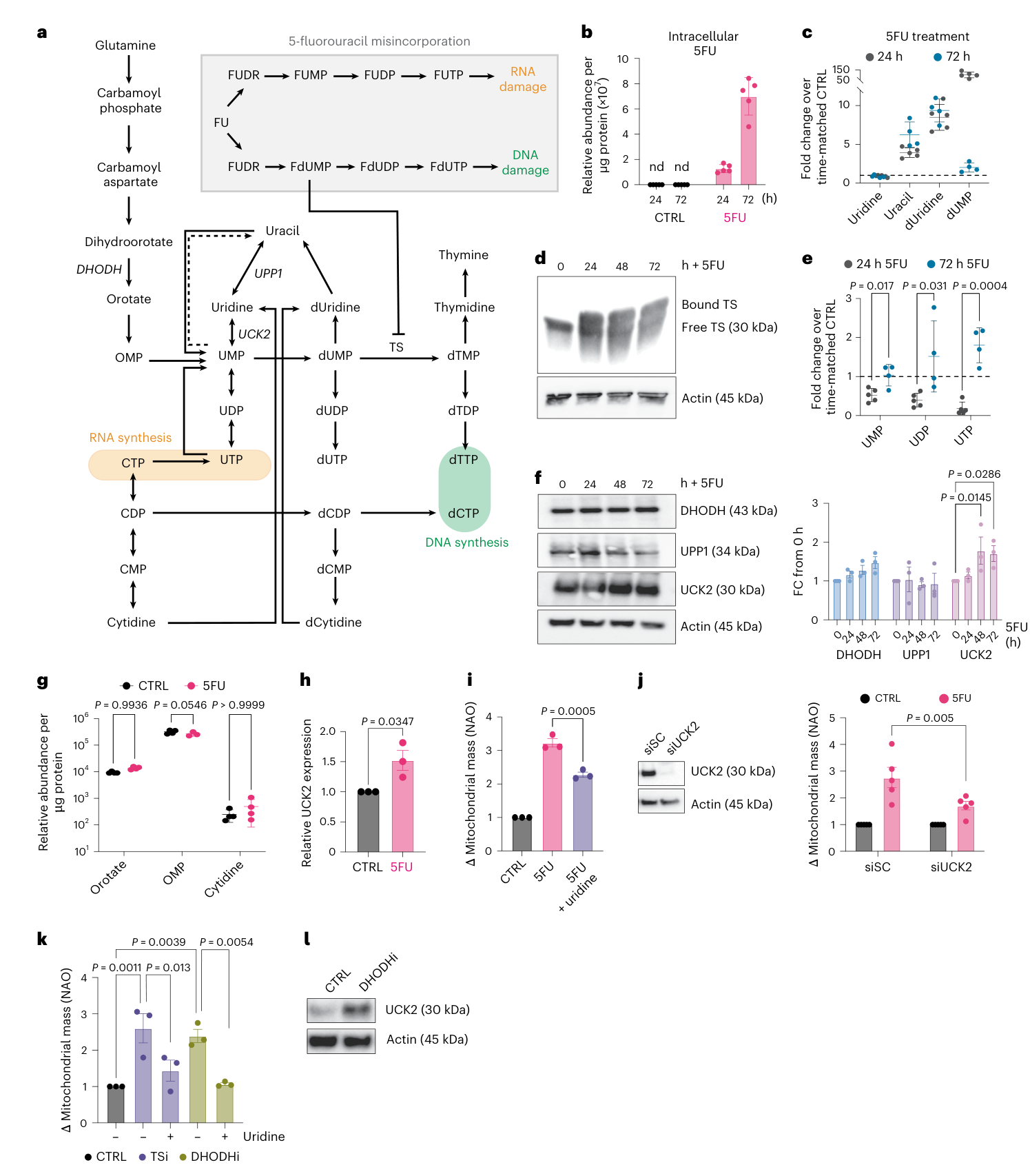 Fig. 8：Metabolic adaptation rebalances 5FU-driven nucleotide stress. a, Schematic representing nucleotide biosynthesis and impact of 5FU. b, Relative intracellular abundance of 5FU by LC–MS quantification of HCT116 cells treated ±5FU; nd, not detected. Values are mean ± s.d. of technical replicates. c, Fold change in intracellular metabolite abundance over time-matched control at 24 h (black) and 72 h (blue) post 5FU treatment. Data show technical replicates, with mean ± s.d. denoted. d, TS expression and band shift in protein lysates from HCT116 cells treated ±5FU over time; representative blot of n = 4 experiments. e, Fold change in intracellular nucleotide abundance over time-matched control at 24 h (black) and 72 h (blue) post 5FU treatment. Data show technical replicates, with mean ± s.d. denoted. f, Protein expression in lysates from HCT116 cells treated ±5FU over time, as previously analysed in Fig. 3g. Representative actin blot is shown; densitometry from n = 3 experiments is presented as mean ± s.e.m.