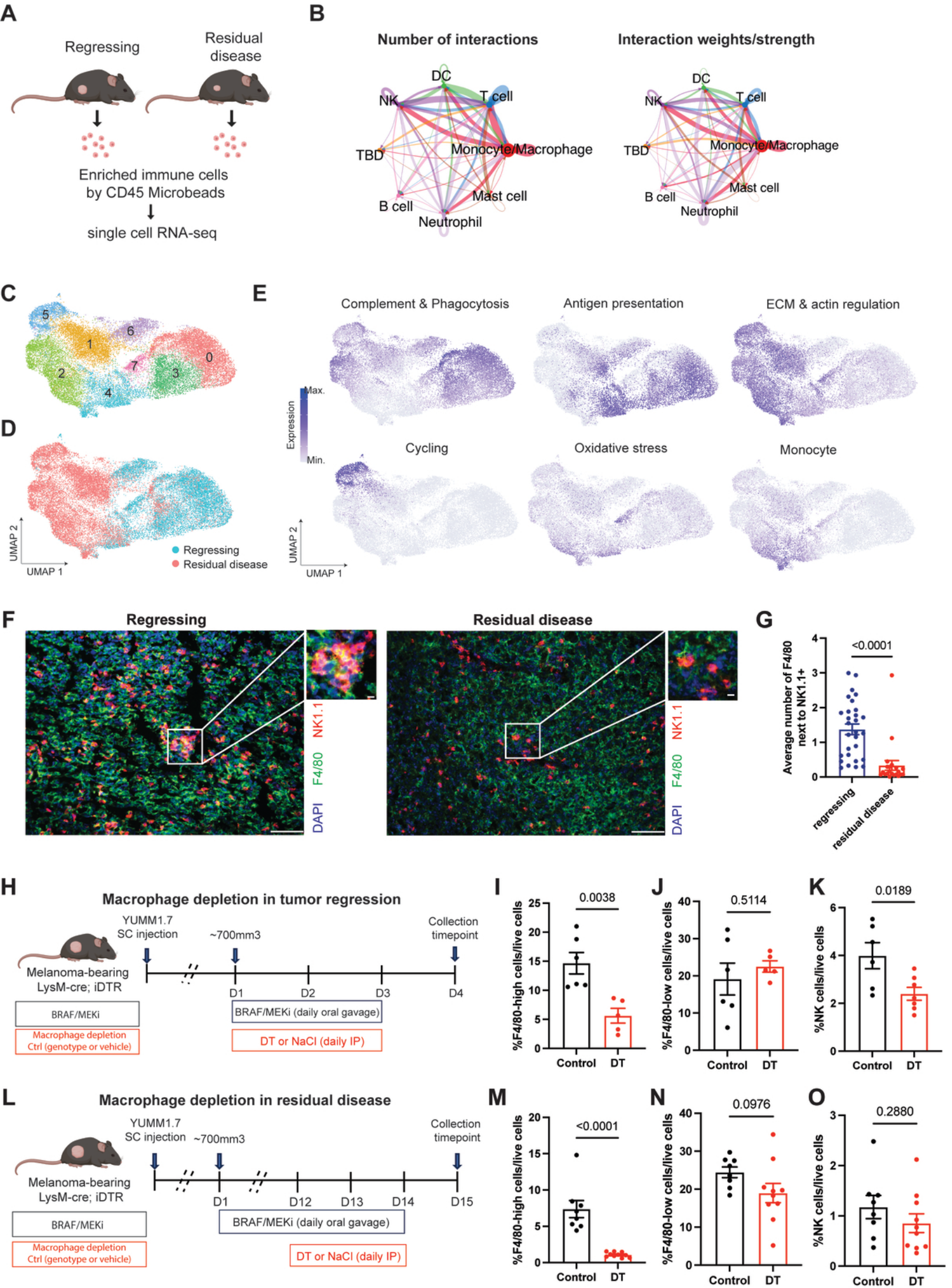 Fig. 2：Macrophage reprogramming governs NK cell inﬁltraƟon during tumor regression. 884