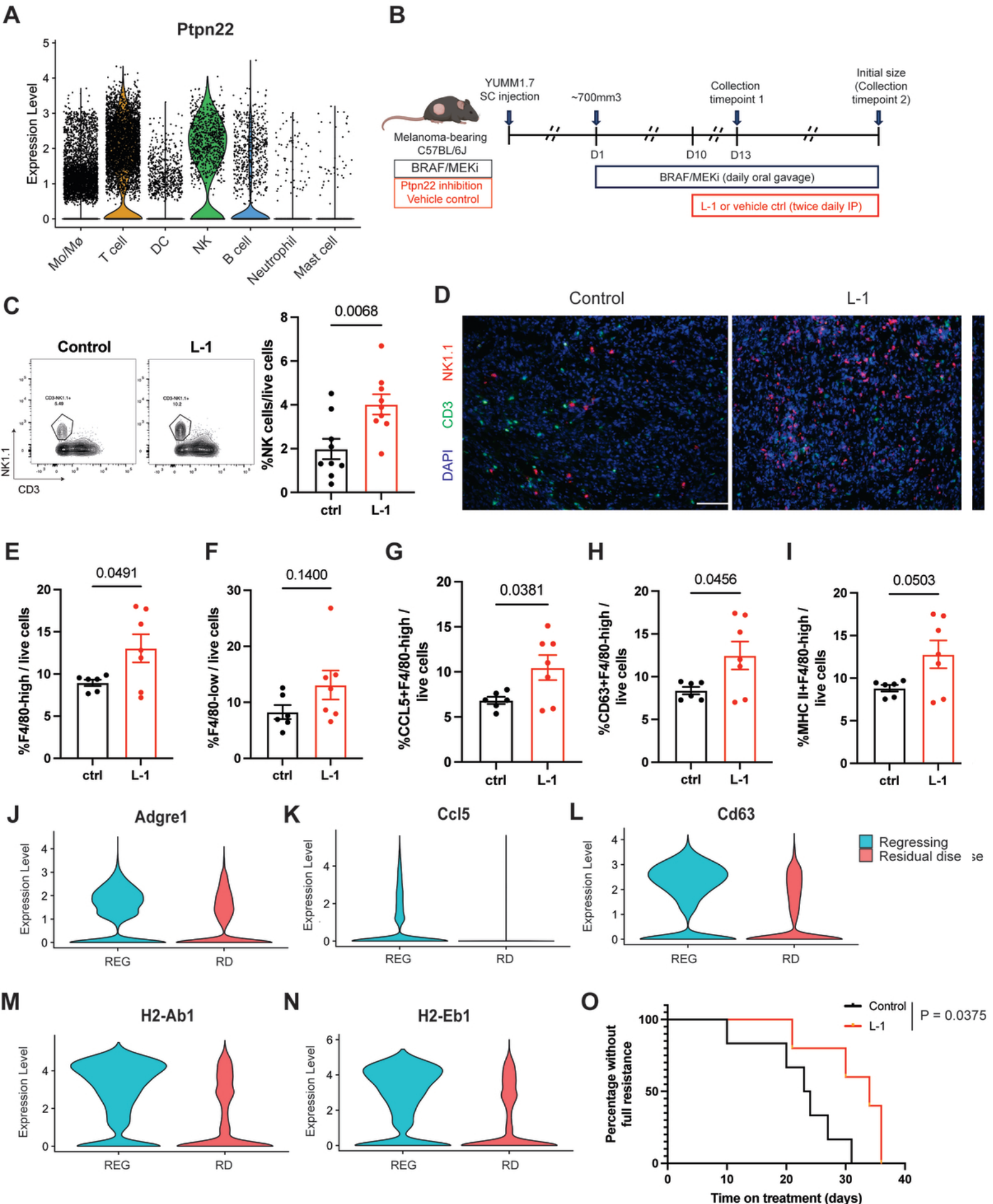 Fig. 4：Ptpn22 inhibiƟon increases inﬁltraƟon of NK cells and regression-like macrophages, 950 resulƟng in enhanced tumor control by BRAF/MEKi. 951
