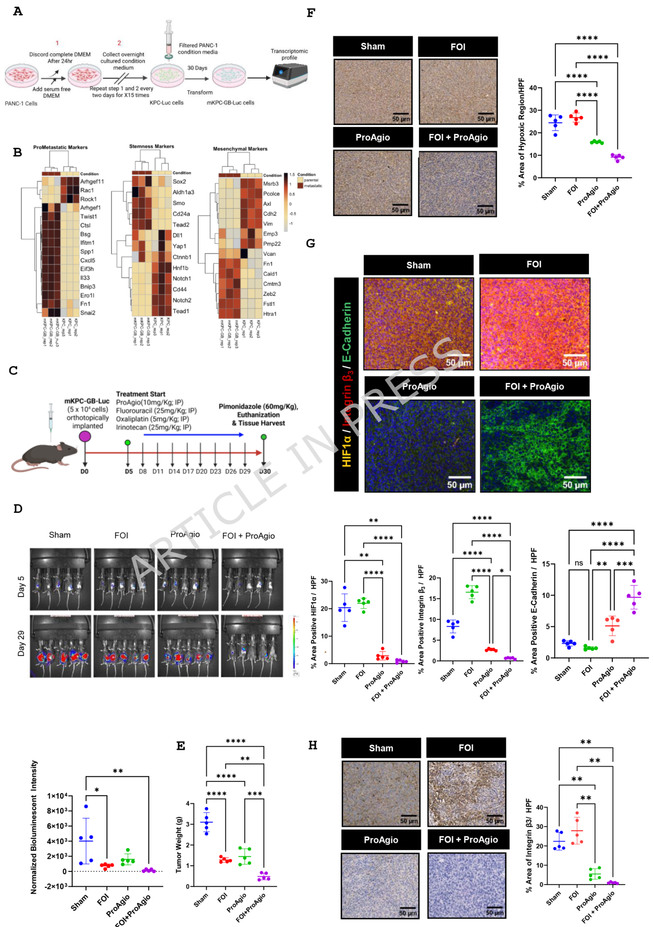 Fig. 1：Generation of mKPC-GB-Luc cells and their validation. The