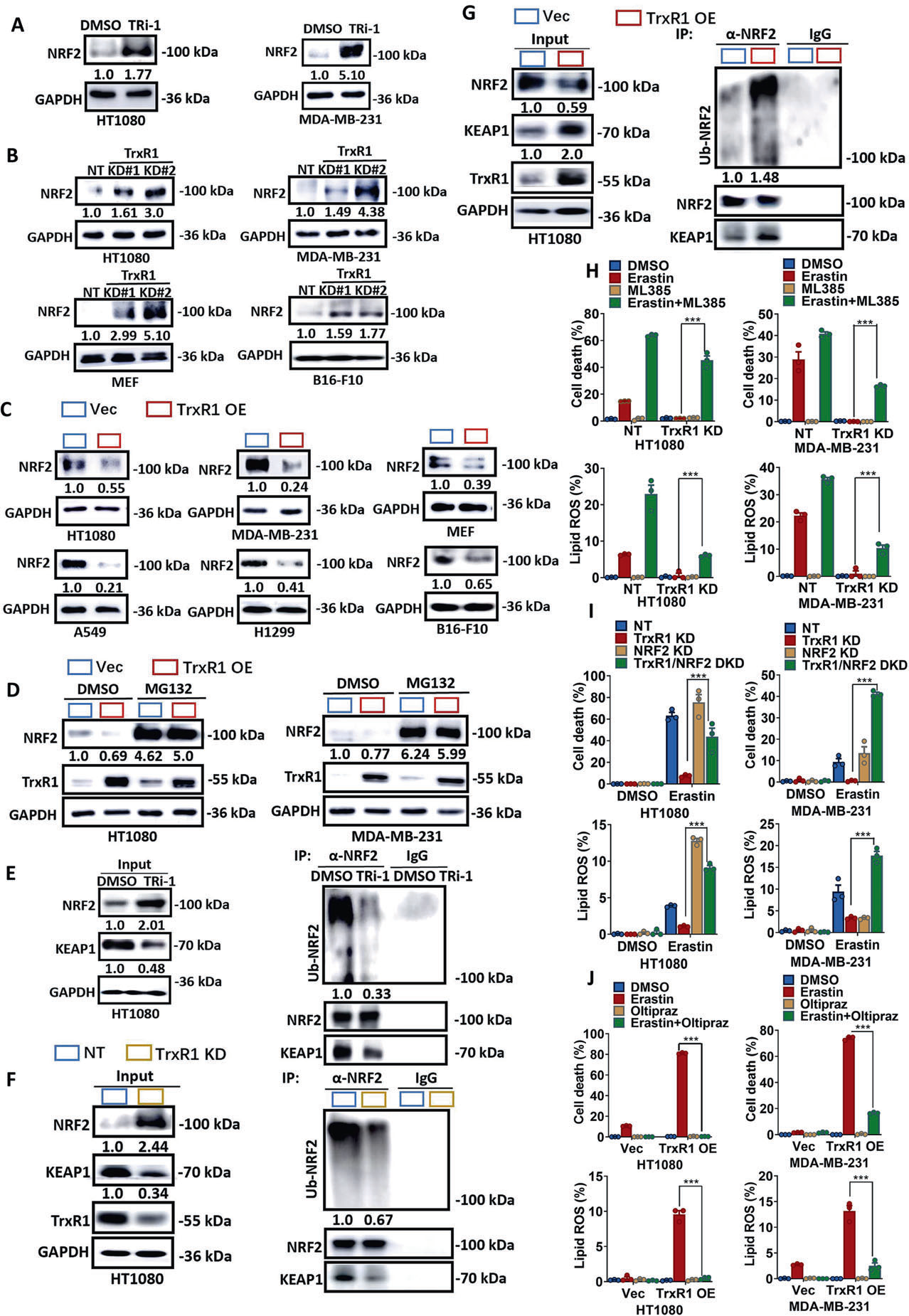Fig. 3：TrxR1 Promotes Ferroptosis by Decreasing NRF2 Expression. A Treatment with the TrxR1 inhibitor TRi-1 increases the protein level of NRF2 in HT1080 cells and MDA-MB-231 cells. Western blot images and quantitative data conﬁrm the expression of the indicated protein. TRi-1: 2 μM for 12 h. B Knockdown of TrxR1 increases the protein level of NRF2 in multiple cell lines as indicated. Western blot images and quantitative data show the expression of the indicated protein. C Overexpression of TrxR1 suppresses NRF2 expression in multiple cell lines as indicated. Western blot images and quantitative data show the expression of indicated protein. D Treatment with the proteasome inhibitor MG132 blocks downregulation of NRF2 protein induced by TrxR1 overexpression in HT1080 cells and MDA-MB-231 cells. Western blot images and quantitative data show the expression of the indicated protein. MG132: 1 μM for 4 h. E Treatment with the TrxR1 inhibitor TRi-1 suppresses the expression of KEAP1, inhibits the interaction between KEAP1 and NRF2, and decreases the ubiquitination of NRF2. The IP assay was performed using an antibody against NRF2 or an IgG control with the indicated cell lysates. Western blot images and quantitative data show the expression of the indicated protein. F Knockdown of TrxR1 suppresses the expression of KEAP1, inhibits the interaction between KEAP1 and NRF2, and decreases the ubiquitination of NRF2. The IP assay was performed as described in Fig. 3E. Western blot images and quantitative data show the expression of the indicated protein. G Overexpression of TrxR1 increases the expression of KEAP1, enhances the interaction between KEAP1 and NRF2, and promotes the ubiquitination of NRF2. The IP assay was performed as described in Fig. 3E. Western blot images and quantitative data show the expression of the indicated protein. H The NRF2 inhibitor ML385 rescues the ferroptosis sensitivity of TrxR1 KD cells. Cells as indicated were pretreated with 10 μM ML385 for 12 h and then treated with erastin (HT1080: 10 μM; MDA-MB-231: 15 μM) with or without ML385 (10 μM) for 12 h, then cell death and lipid ROS were measured as described in Fig. 1A. I Knockdown of NRF2 rescues the ferroptosis sensitivity of TrxR1 KD cells. Cells as indicated were treated with erastin (HT1080: 10 μM, MDA-MB-231: 15 μM) for 12 h, then cell death and lipid ROS were measured as described in Fig. 1A. J The NRF2 agonist oltipraz suppresses the high ferroptosis sensitivity of TrxR1 overexpressed cells. Cells as indicated were treated with erastin (HT1080: 10 μM, MDA-MB-231: 15 μM) with or without oltipraz (10 μM) for 12 h, then cell death and lipid ROS were measured as described in Fig. 1A. Data are derived from three independent experiments, and each value represents the mean ± SD. P < 0.05, P < 0.01, P < 0.001, t test. (n = 3).