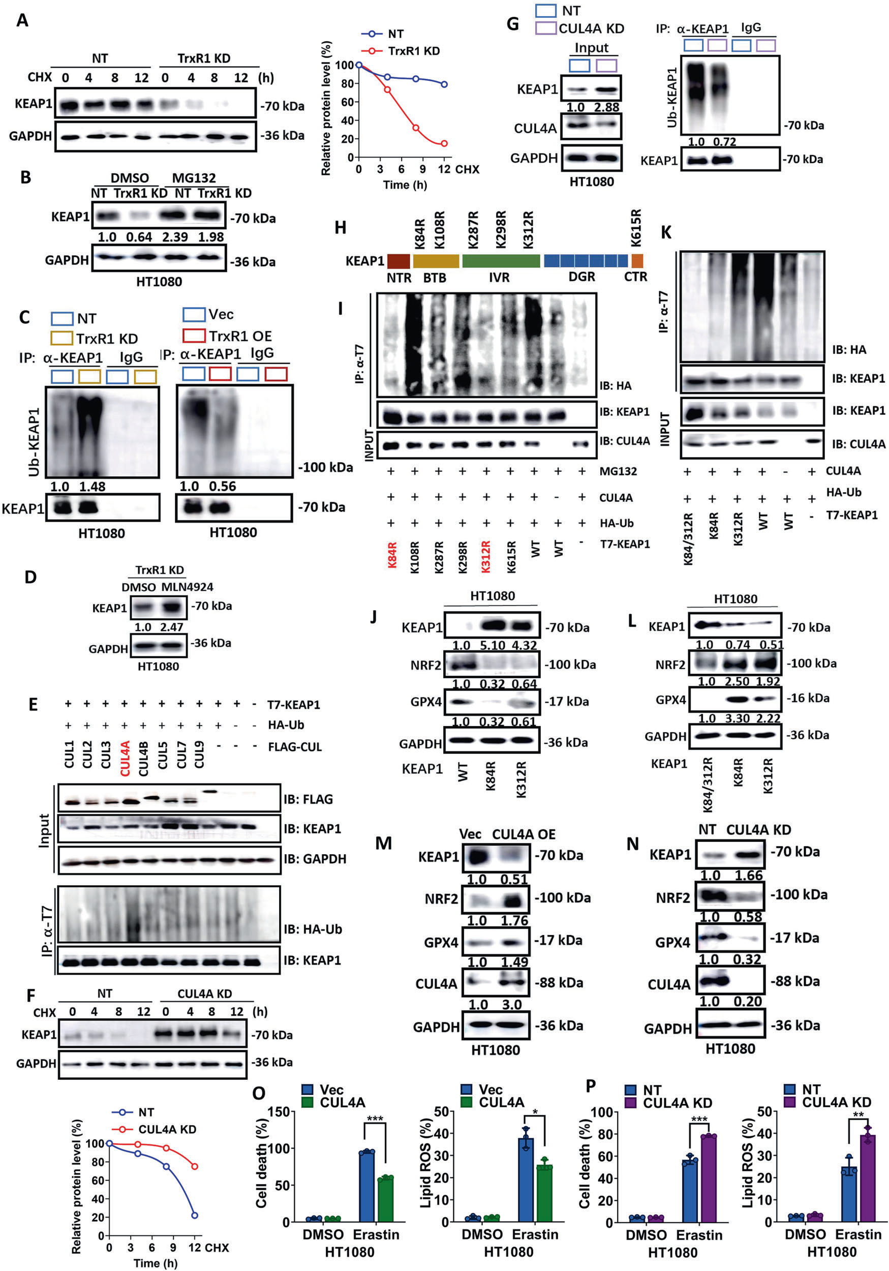 Fig. 5：KEAP1 Is ubiquitinated by CUL4A E3 ligase. A TrxR1 positively regulates the stability of KEAP1. Cells were treated with cycloheximide (CHX, 50 μg/ml) as indicated. Western blot images and quantitative data show the level of the indicated proteins. B Treatment with the proteasome inhibitor MG132 blocks downregulation of KEAP1 protein induced by TrxR1 depletion in HT1080 cells. Western blot images and quantitative data show the expression of the indicated proteins. C TrxR1 negatively regulates the ubiquitination of KEAP1. The IP assay was performed using an antibody against KEAP1 or an IgG control using indicated cell lysates. Ubiquitinated KEAP1 was detected by the antibody against ubiquitin. Western blot images and quantitative data show the expression of the indicated proteins. D Treatment with the protein neddylation inhibitor MLN4924 increases the protein level of KEAP1. HT1080 cells were treated with MLN4924 (10 μM) for 24 h. Western blot images and quantitative data show the expression of the indicated proteins. E CUL4A promotes the ubiquitination of KEAP1. Individual cullin proteins were co-expressed with KEAP1 and ubiquitin in HEK293T cells. The IP assay was performed with an antibody against T7 with indicated cell lysates. Ubiquitinated KEAP1 was detected by the antibody against HA-Ubiquitin. Western blot images show the level of the indicated proteins. F CUL4A negatively regulates the stability of KEAP1. Cells were treated with CHX (50 μg/ml) as indicated. Western blot images and quantitative data show the level of the indicated proteins. G Knockdown of CUL4A suppresses the ubiquitination of KEAP1. The IP assay was performed with an antibody against KEAP1 with indicated cell lysates. Ubiquitinated KEAP1 was detected by the antibody against ubiquitin. Western blot images and quantitative data show the expression of the indicated proteins. H A schematic diagram shows the KEAP1 domains and postion of mutations of lysine. I The K84 and K312 of KEAP1 are ubiquitinated. Individual KEAP1 mutant proteins were co- expressed with CUL4A and ubiquitin in HEK293 cells. Cells were treated with MG132 (0.5 μM) for 24 h. The IP assay was performed using an antibody against T7 with the indicated cell lysates. Ubiquitinated KEAP1 was detected by the antibody against ubiquitin. Western blot images and quantitative data show the expression of the indicated proteins. J The K84R or K312R mutants stabilize KEAP1 and suppress the expression of NRF2 and GPX4. Ubiquitinated KEAP1 was detected by the antibody against ubiquitin. Western blot images and quantitative data show the expression of the indicated proteins. K The K84R and K312R double mutant further decreases the ubiquitination of KEAP1. The IP assay was performed using an antibody against T7 with indicated cell lysates. Ubiquitinated KEAP1 was detected by the antibody against HA-Ubiquitin. L The K84R and K312R double mutant further stabilizes KEAP1 and suppresses the protein level of NRF2 and GPX4. Western blot images and quantitative data show the expression of the indicated proteins. M, N CUL4A negatively regulates the expression of KEAP1 and positively regulates the expression of NRF2 and GPX4. M Knockdown of CUL4A promotes the expression of KEAP1 and suppresses the expression of NRF2 and GPX4 in wildtype HT1080 cells. Western blot images and quantitative data show the expression of the indicated proteins. N Overexpression of CUL4A suppresses the expression of KEAP1 and increases the expression of NRF2 and GPX4 in wildtype HT1080 cells. Western blot images and quantitative data show the expression of the indicated proteins. O Overexpression of CUL4A suppresses the ferroptosis sensitivity in wildtype HT1080 cells. Cells as indicated were treated with erastin (10 μM) for 18 h, then cell death and lipid ROS were measured as described in Fig. 1A. P Knockdown of CUL4A enhances ferroptosis sensitivity in wildtype HT1080 cells. Cells as indicated were treated with erastin (10 μM) for 18 h, then cell death and lipid ROS were measured as described in Fig. 1A. Data are derived from three independent experiments, and each value represents the mean ± SD. P < 0.05, P < 0.01, P < 0.001, t test. (n = 3).
