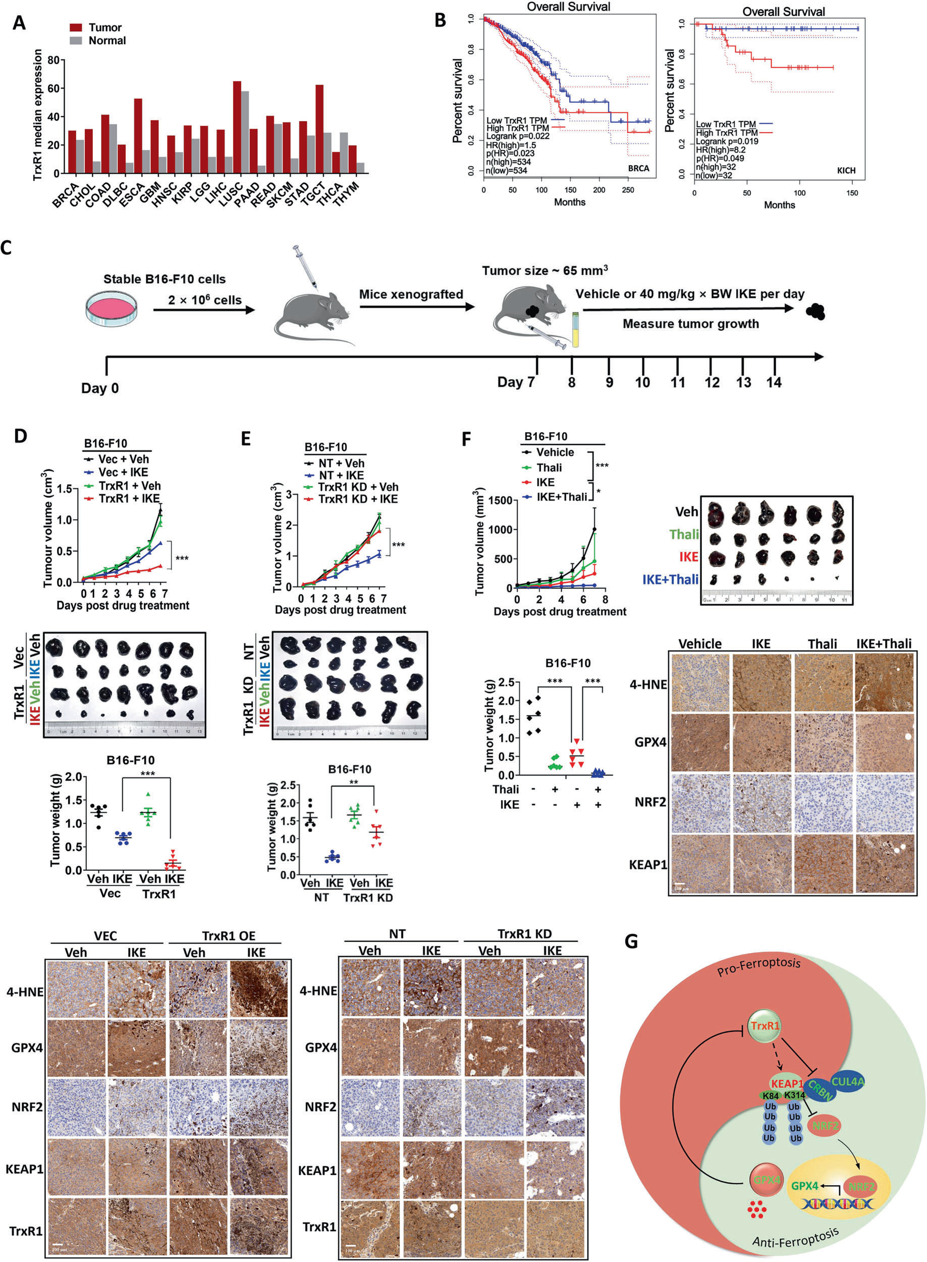 Fig. 8：High expression of TrxR1 sensitizes cancer cell to ferroptosis in vivo. A Tumor tissues exhibit elevated expression of TrxR1 compared to adjacent normal tissues in multiple cancer patients. BRCA (Breast Invasive Carcinoma), CHOL (Cholangiocarcinoma), COAD (Colorectal Adenocarcinoma), DLBC (Diffuse Large B-cell Lymphoma), ESCA (Esophageal Carcinoma), GBM (Glioblastoma Multiforme), HNSC (Head and Neck Squamous Cell Carcinoma), KIRP (Kidney Renal Papillary Cell Carcinoma), LGG (Low Grade Glioma), LIHC (Liver Hepatocellular Carcinoma), LUSC (Lung Squamous Cell Carcinoma), PAAD (Pancreatic Adenocarcinoma), READ (Rectal Adenocarcinoma), SKCM (Skin Cutaneous Melanoma), STAD (Stomach Adenocarcinoma), TGCT (Testicular Germ Cell Tumor), THCA (Thyroid Cancer), THYM (Thymoma). B Higher expression of TrxR1 is correlated with poor overall survival in multiple different types of cancer patients. BRCA (Breast Cancer), KICH (Kidney Chromophobe). C A schematic diagram shows the procedure of the mouse xenograft model experiment. D Overexpression of TrxR1 sensitizes cancer cells to ferroptosis-inducing tumor therapy in a mouse xenograft model. Mouse xenograft model experiments with indicated stable B16-F10 cells were performed as described in Fig. 8C. Tumor volume was measured daily. Tumor volume post-IKE treatment is shown and tumors were photographed and weighted after 7 days IKE treatment. The expression of indicated protein or 4-HNE in tumor tissue were analyzed by IHC assay using speciﬁc antibodies. Scale bar: 100 μm. E Knockdown of TrxR1 confers resistance to ferroptosis-inducing tumor therapy in a mouse xenograft model. Mouse xenograft model experiments with indicated stable B16-F10 cells were performed as described in Fig. 8C and tumor measured as described in Fig. 8D. The expression of indicated protein or 4-HNE in tumor tissue were analyzed by IHC assay using speciﬁc antibodies. Scale bar: 100 μm. F Thalidomide and IKE combination treatment results in markedly retarded tumor progession. Mouse xenograft model experiments with B16-F10 cells were performed as described in Fig. 8c and tumor measured as described in Fig. 8d. Thalidomide: 40 mg/kg, IKE: 40 mg/kg. Scale bar: 100 μm. G The working model showing how TrxR1 promotes ferroptosis by inhibiting CRL4ACRBN E3 ligase complex mediated KEAP1 ubiquitination and degradation, thereby suppressing NRF2-dependent GPX4 expression. The average values are present in the bar graphs (means ± SD) (n ≥6 for each group). P < 0.05, P < 0.01, P < 0.001, t test. (n ≥6).