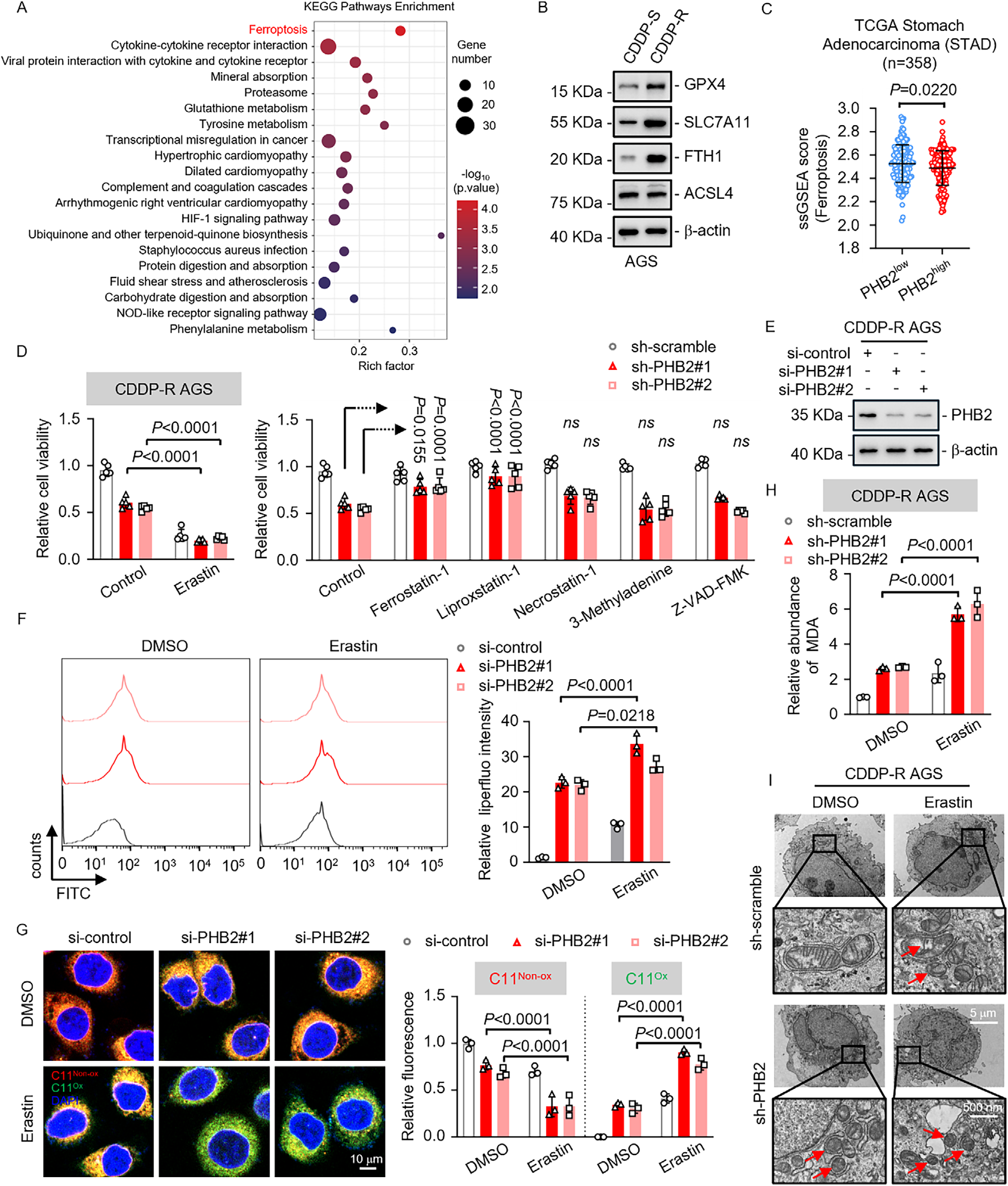 Fig. 2：PHB2 drives chemotherapy resistance in GC by regulating ferroptosis. A) KEGG pathway enrichment analysis revealed that ferroptosis was significantly enriched in CDDP-S compared to CDDP-R AGS xenograft tumors. Dot size represents the number of genes in each KEGG pathway; KEGG, Kyoto Encyclopedia of Genes and Genomes. B) Western blot analysis of ferroptosis-related genes GPX4, SLC7A11, FTH1, and ACSL4 in CDDP-S and CDDP-R AGS cells, with β-actin used as control. C) ssGSEA scores for the ferroptosis pathway in low and high PHB2 expression clusters in TCGA Stomach Adenocarcinoma (STAD) cohort (n = 358). D) CDDP-R AGS cells were treated for 72 hours with pathway-specific compounds, including the ferroptosis inducer Erastin; ferroptosis inhibitors Ferrostatin-1 and Liproxstatin-1; the necroptosis inhibitor Necrostatin-1; the autophagy inhibitor 3- Methyladenine; and the apoptosis inhibitor Z-VAD-FMK. Cell viability was then evaluated by MTT assay. E–G) Western blot analysis confirmed PHB2 knockdown efficiency in CDDP-R AGS cells transfected with si-PHB2 (E). Lipid peroxidation, assessed using Liperfluo (F) and BODIPY 581/591 C11 (G) staining, was elevated following PHB2 knockdown, especially in the Erastin-treated group. H) MDA level analysis revealed a significant increase