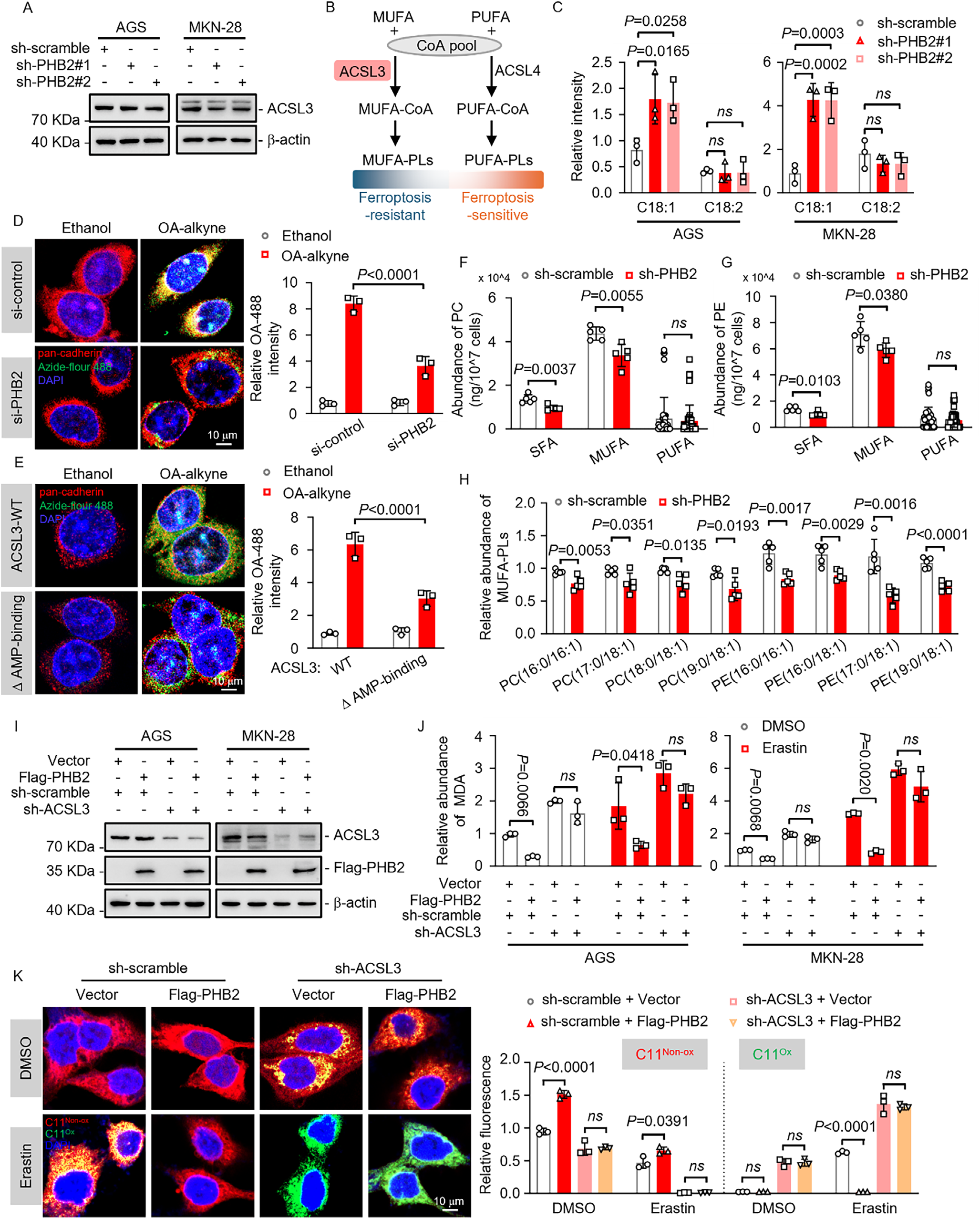 Fig. 4：PHB2 regulates ACSL3 activities controlling the MUFA-to-PUFA ratio. A) Western blot analysis showing ACSL3 expression levels in AGS.sh-PHB2 and MKN-28.sh-PHB2 cells. B) Schematic illustrating ACSL3-mediated regulation of membrane phospholipid remodeling during ferroptosis. C) Quantification of cellular MUFA (OA; C18:1) and PUFA (LA; C18:2) levels by targeted lipidomics using LC-MS/MS in AGS.sh-PHB2 and MKN-28.sh-PHB2 cells (n = 3 independent samples). D) IF staining and quantification of membrane-associated OA-488 fluorescence intensity in AGS.si-control and AGS.si-PHB2 cells treated with either ethanol (vehicle control) or OA-alkyne. Cells were treated with 20 µM OA-alkyne for 10 hours, followed by a 10-hour chase in regular medium. pan-cadherin used as a plasma membrane marker. Scale bar, 10 µm. E) OA-488 fluorescence intensity