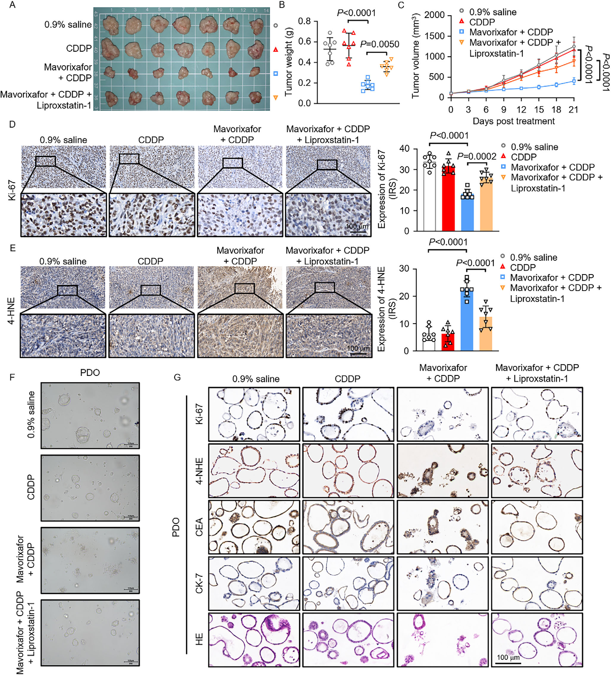 Fig. 6：Mavorixafor sensitizes drug-resistant GC via ferroptosis in CDX and PDO models. A–C) Representative image (A), tumor weight (B), and growth curves (C) of CDDP-R AGS xenografts treated with 0.9% saline (control), CDDP, Mavorixafor combined with CDDP, and Mavorixafor combined with CDDP and Liproxstatin-1 in BALB/c nude mice. Scale bar, 1 cm. D, E) IHC staining and quantification of Ki-67 (D) and 4-HNE (E) in CDDP-R AGS xenograft tumors with the indicated treatments. Representative IHC images are shown. Scale bar, 100 µm. IRS: Immunoreactive score. F) Representative bright-field images of CDDP-R GC PDOs treated with 0.9% saline (control), CDDP, Mavorixafor combined with CDDP, and Mavorixafor combined with CDDP and Liproxstatin-1. G) Representative IHC staining of Ki-67, 4-HNE, CEA, and CK-7, as well as HE staining, in CDDP-R GC PDOs under the indicated treatments. Scale bar, 100 µm. Data represent three independent experiments and are presented as mean ± SD. One-way (B,D,E) or two-way ANOVA followed by Tukey’s multiple comparison (C).