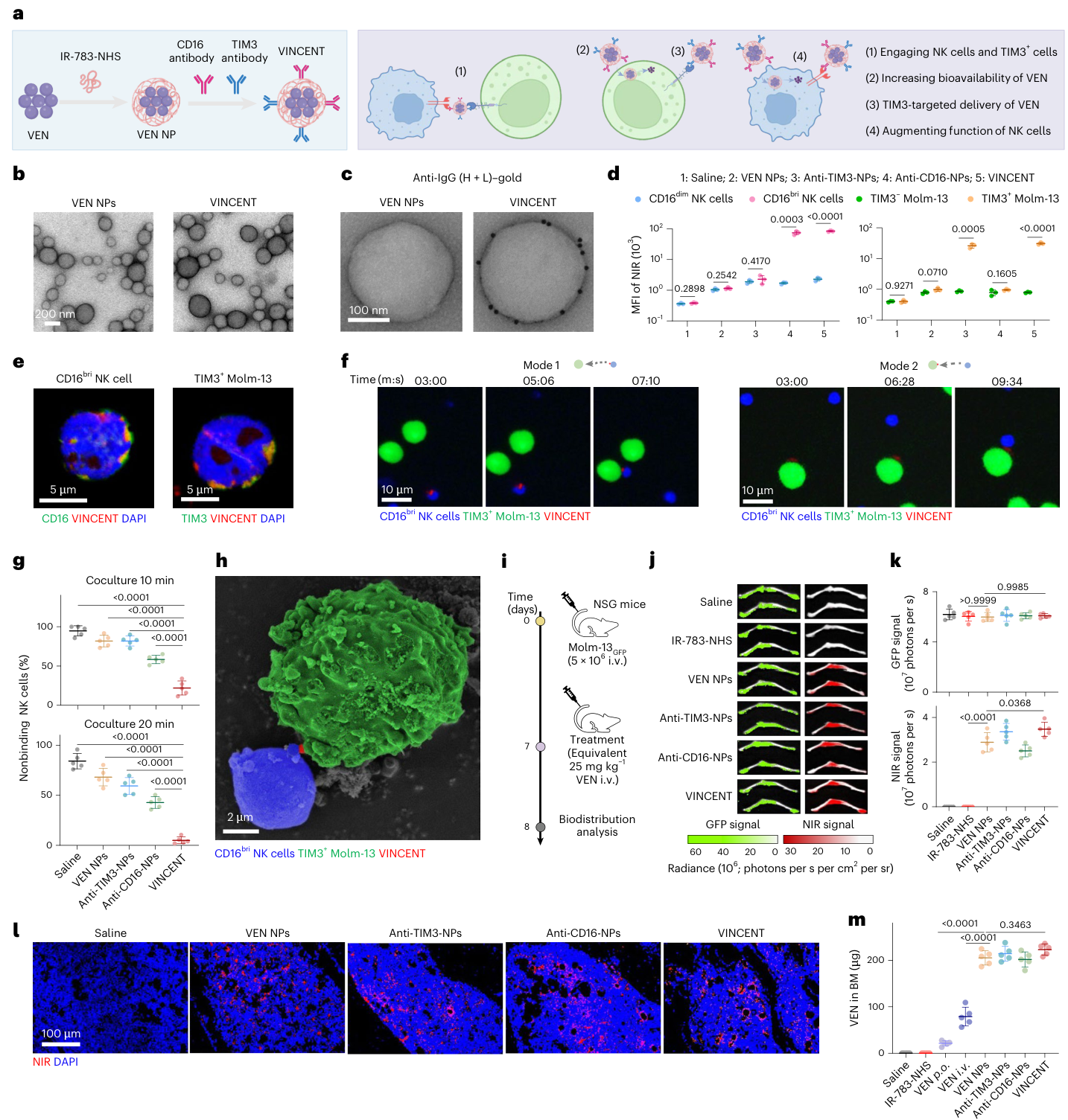 Fig. 1：Construction of VINCENT and the evaluation of targeted affinity and biodistribution in AML mice. a, Scheme of the generation of VEN NPs and loading of anti-CD16 and anti-TIM3 onto VEN NPs (VINCENT; left), along with the proposed mechanism for VINCENT (right). Scheme created in BioRender; Li, J. https://BioRender.com/5l29djy (2025). b, TEM images of VEN NPs and VINCENT. c, TEM images of immunogold analysis of VEN NPs and VINCENT using anti-IgG (H + L) antibody–gold bioconjugate. d, Mean fluorescence intensity analysis of IR-783 at NIR channel in NK cells or Molm-13 cells. e, Fluorescence visualization of VINCENT after 20-min incubation with CD16bri NK cells or TIM3+ Molm-13 cells (VINCENT, red; nuclei, blue; CD16 or TIM3, green). f, Fluorescence live imaging of VINCENT-mediated engagement between CD16bri NK cells and TIM3+ Molm-13 cells (VINCENT, red; CD16bri NK cells, blue; TIM3+ Molm-13 cells, green). g, Proportion of NK cells that do not bind to Molm-13 cells in the live imaging cocultures. Each point represents the mean proportion of nonbinding NK cells