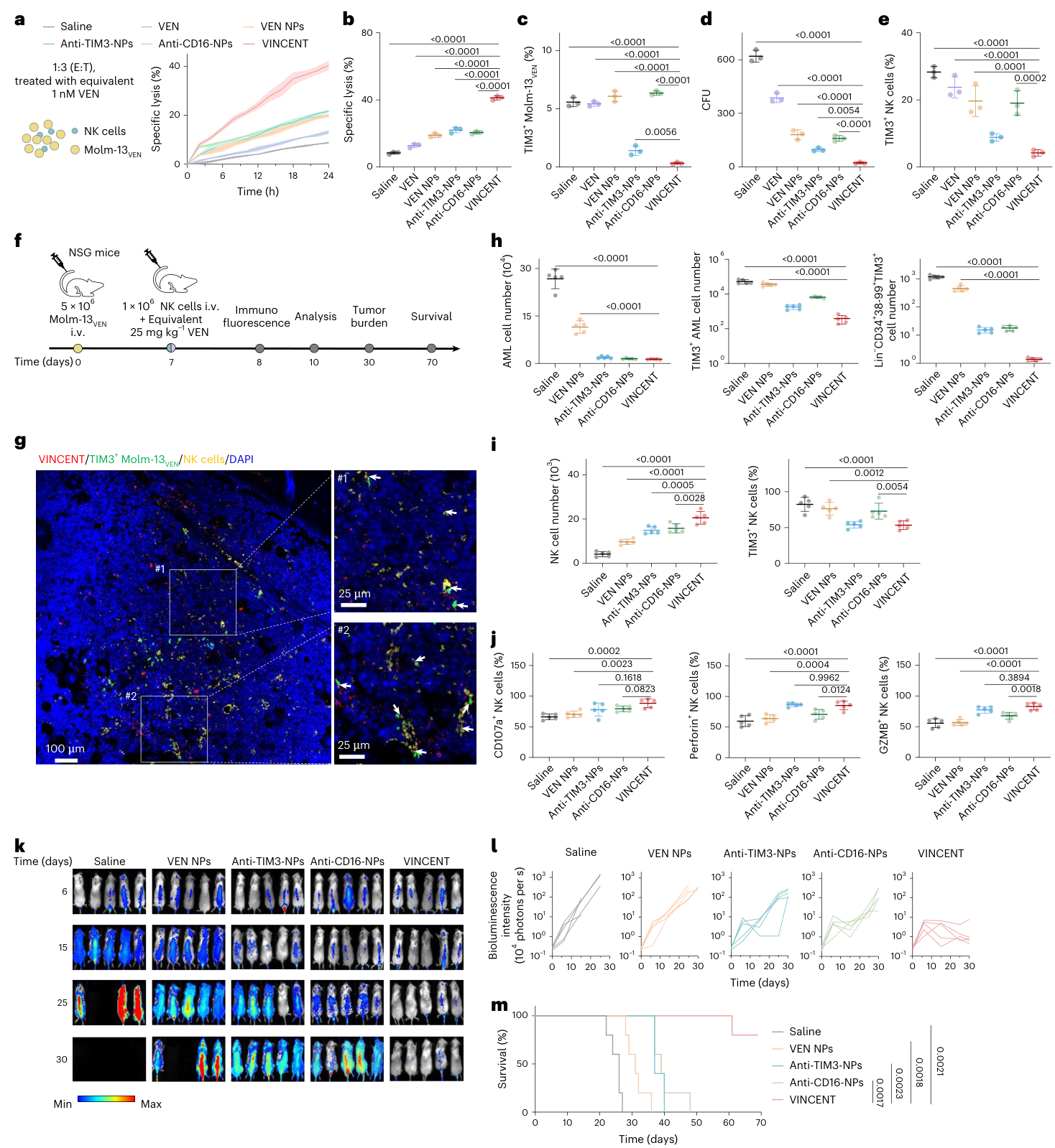 Fig. 3：VINCENT improves antileukemic response of NK cells. a, Molm-13VEN cells were used as targets in cytotoxicity assays with NK cells (E:T ratio of 1:3) by real-time measurements treated with equivalent 1 nM VEN in 24 h (Incucyte). b,c, Specific lysis of Molm-13VEN cells (b) and retained TIM3+ Molm-13VEN cell proportions (c) with NK cells (E:T ratio of 1:3) by flow cytometry measurements treated with equivalent 1 nM VEN for 24 h. d, Quantification of colonies formed by retained Molm-13VEN cells. e, Percentage of TIM3+ NK cells by flow cytometry measurements treated with equivalent 1 nM VEN for 24 h. f, Schematic of experimental design for NK cells and VINCENT combination therapy in AML cell-line-derived xenograft model. g, Fluorescence of femur BM in AML-bearing mice with VINCENT treatment (VINCENT, red; nuclei, blue; TIM3, green; CD16,