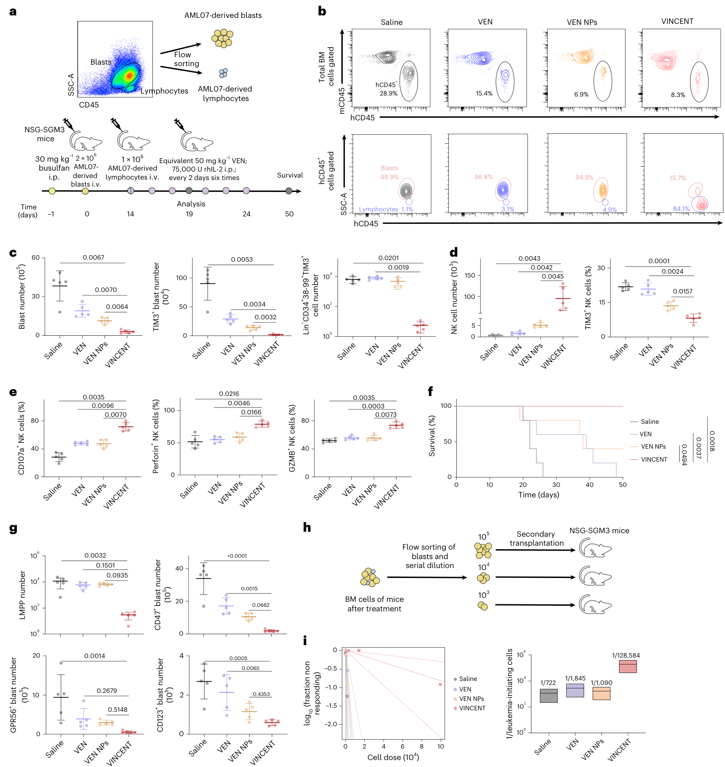 Fig. 6：VINCENT reinvigorates endogenous NK cell activity in AML PDX. a, Schematic of experimental design for individual-derived lymphocytes and VINCENT combination therapy in PDX model. b, Representative flow plots of BM cell analysis. c, Quantification of total, TIM3+ and Lin−CD34+CD38−CD99+TIM3+ cells in BM after treatment. d, Quantification of total NK cells and TIM3+ NK cell proportions in BM after treatment. e, Quantification of CD107a+, Perforin+ and GZMB+ NK cell proportions in BM after treatment. f, Kaplan–Meier survival curve of leukemia-bearing mice with different treatment. g, Quantification of LMPPs, CD47+, GPR56+ and CD123+ blasts in BM after treatment. Data were derived