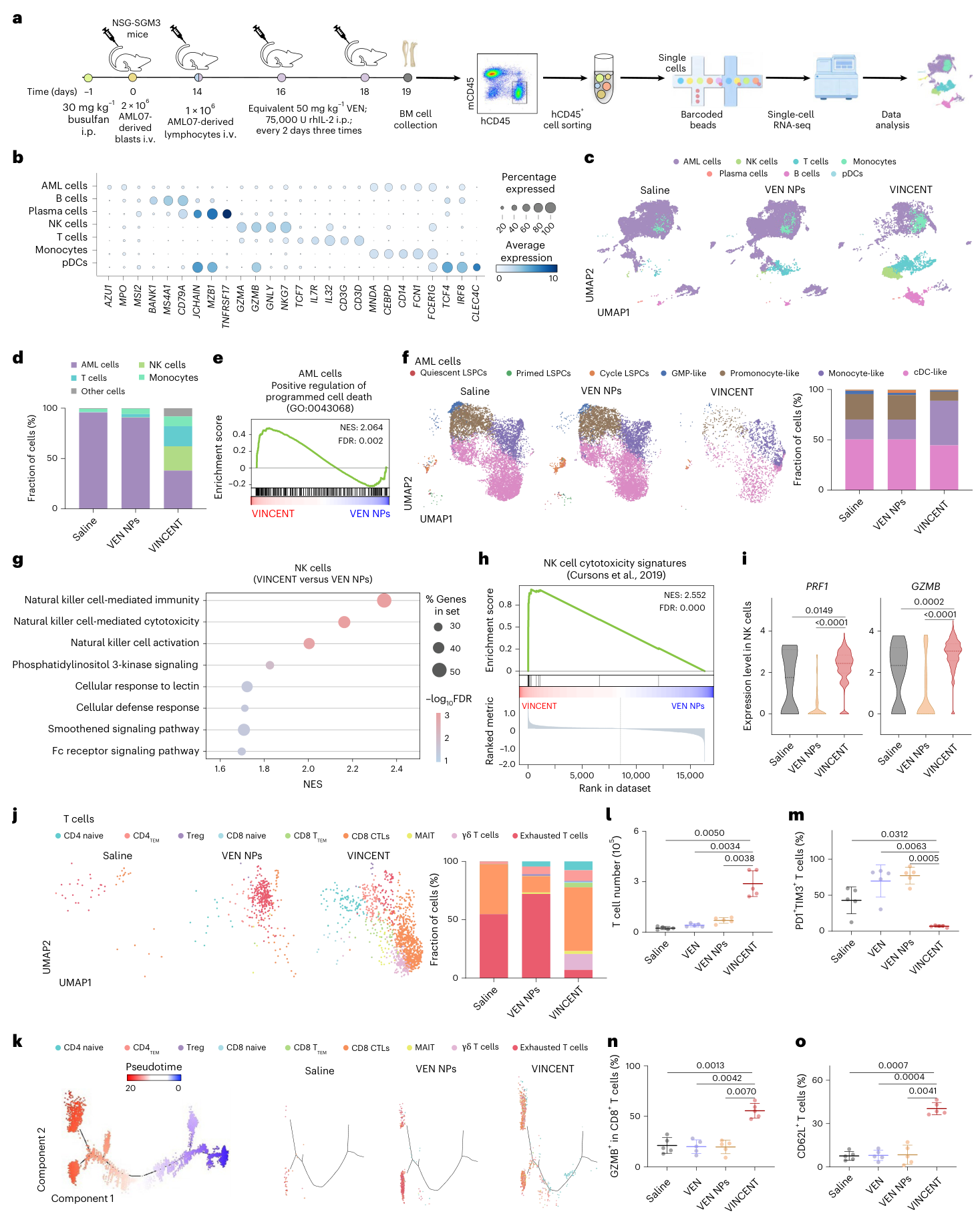 Fig. 7：scRNA-seq reveals VINCENT reshapes the immunosuppressive leukemic microenvironment. a, Schematic for generating scRNA-seq. Human CD45+ cells were sorted and pooled from BM cells of mice with individual-derived lymphocytes and VEN NPs/VINCENT combination therapy in PDX model (n = 5 mice). b, A dot plot displaying conserved marker genes in each cell population. c, UMAP plot of scRNA-seq data from human CD45+ cells with seven cell clusters annotated. d, The fraction of AML cells, NK cells, T cells, monocytes and other cell populations among total human CD45+ cells. e, GSEA enrichment plots of genes associated with positive regulation of programmed cell death enriched in AML cells. NES, normalized enrichment score; FDR, false discovery rate. f, UMAP plot of scRNA-seq data from AML cells with seven cell clusters annotated (left) and the fraction of each AML subpopulation (right). g, Gene Ontology analysis of