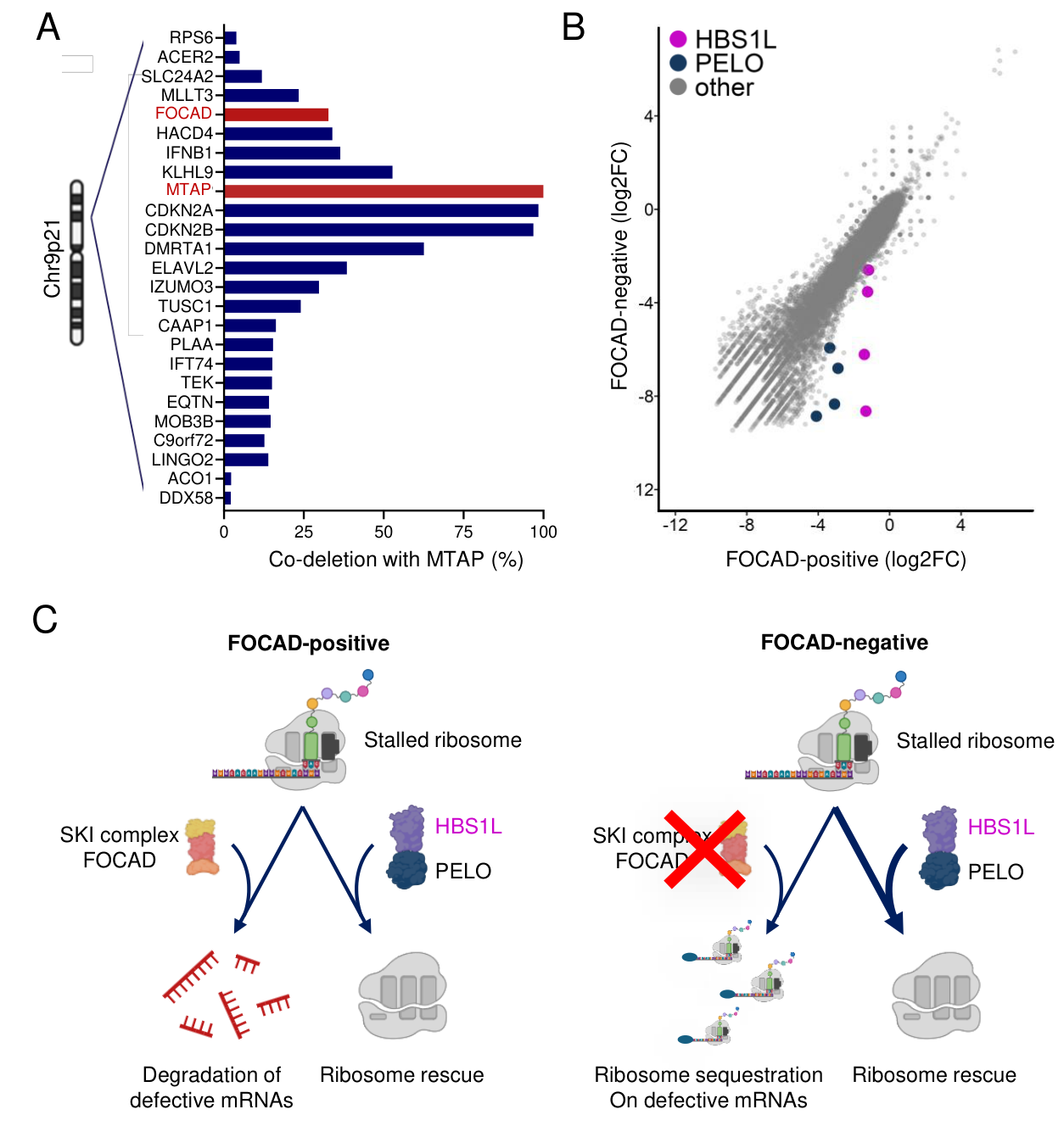 Fig. 1：FOCAD deletion is frequent in cancer and confers hyperdependence on the