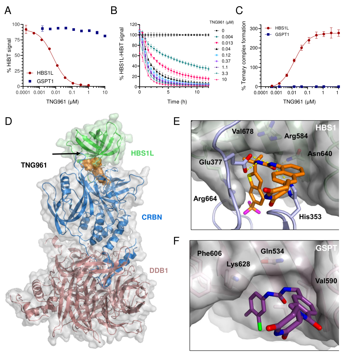 Fig. 3：TNG961 mediates HBS1L-CRBN complex formation, leading to HBS1L
