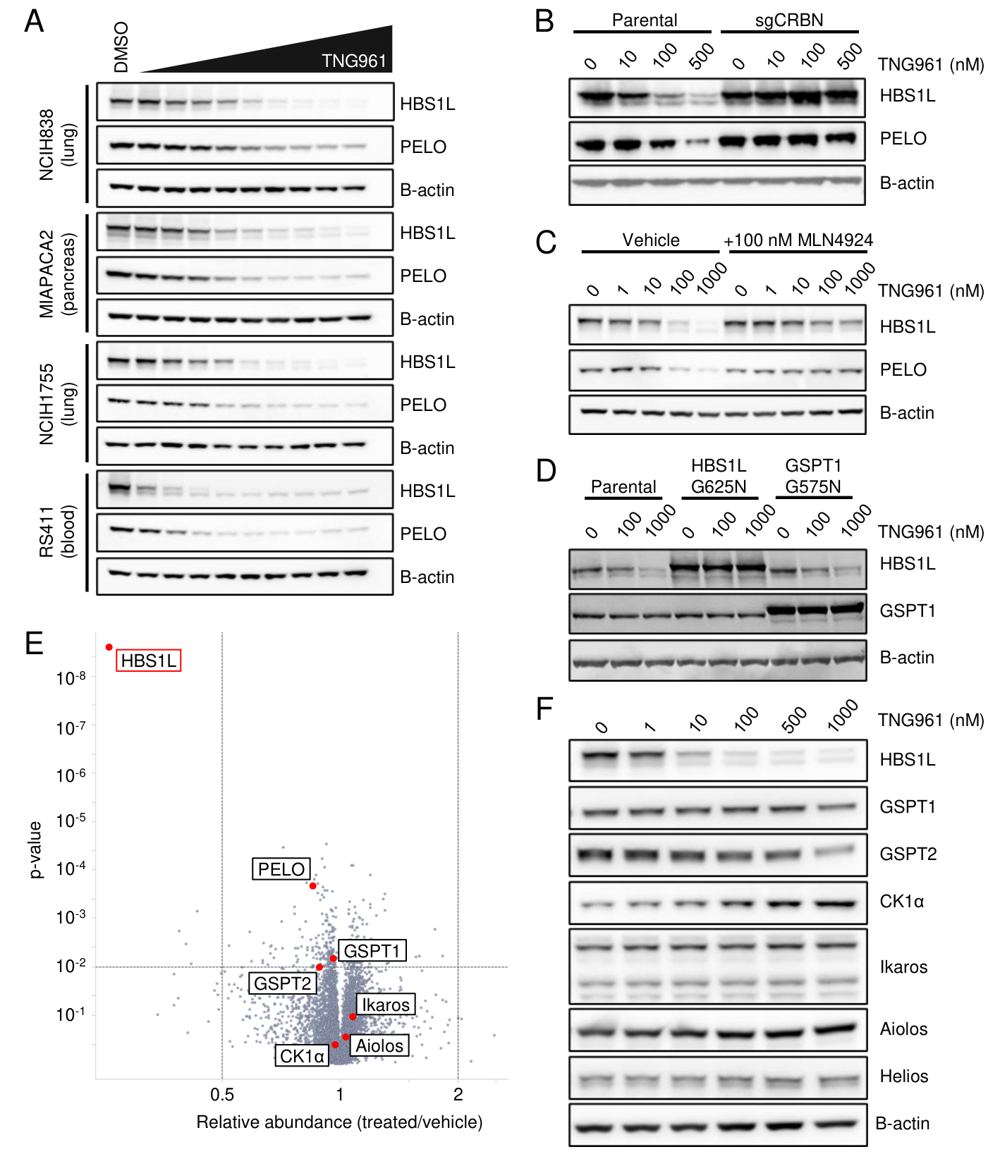 Fig. 4：TNG961 induces potent, selective CRBN-dependent degradation of HBS1L.