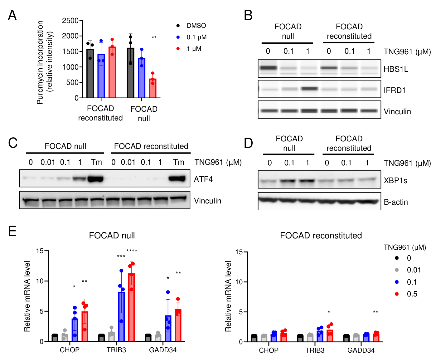 Fig. 6：TNG961 induces translational arrest and activates ER stress and the unfolded