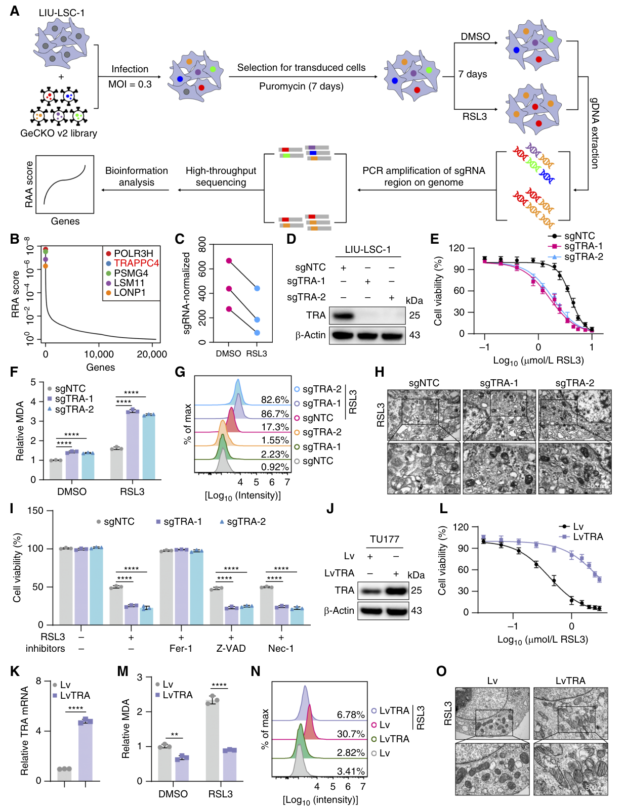 Fig. 1：Unbiased CRISPR–Cas9 library screening and validation identified TRAPPC4 (TRA) as a critical protein in ferroptosis resistance. A, Flowchart of genome-wide CRISPR screening in LIU-LSC-1 cells to identify ferroptosis-regulating genes. B, Ranking of screened genes by the RRA score, with the top five candidates labeled. C, Line plot showing the depletion of TRA-targeting sgRNAs following RSL3 treatment. D, Western blot analysis of TRA expression in indicated cells.