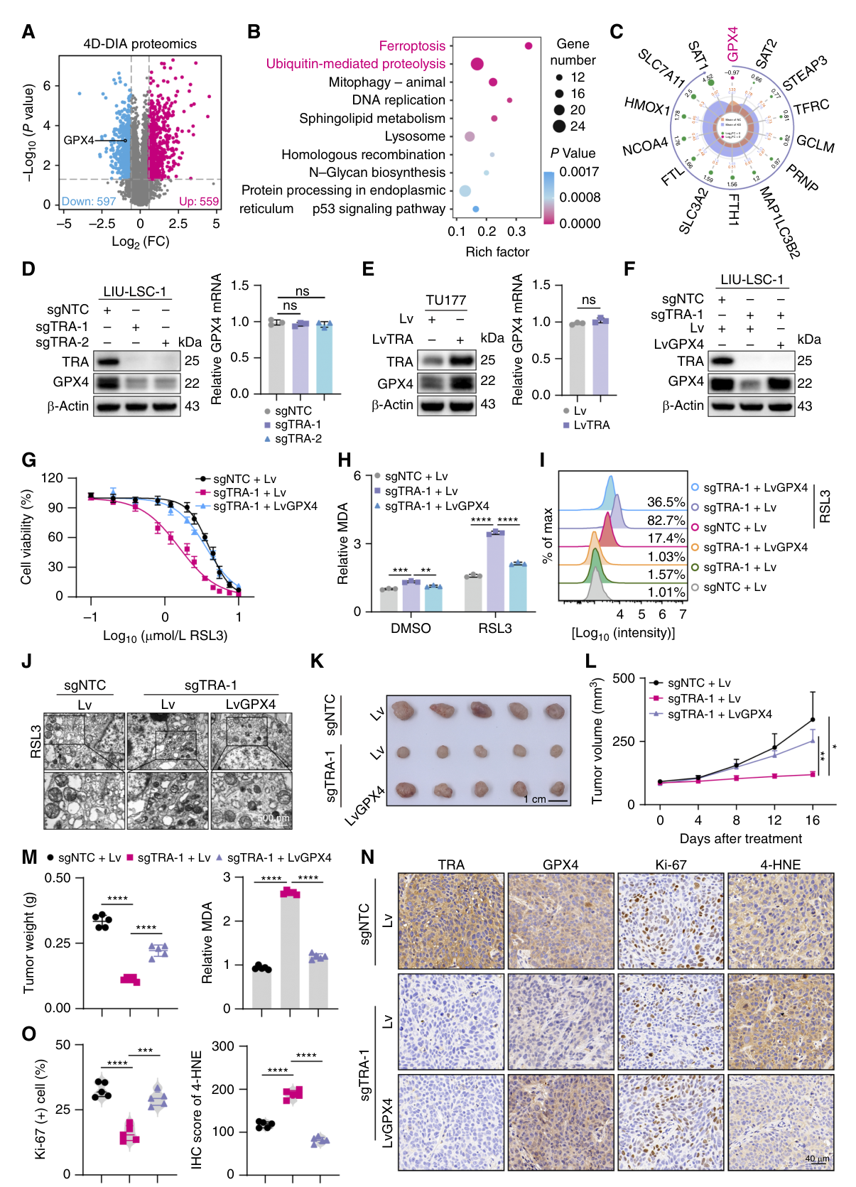 Fig. 4：TRAPPC4 promotes ferroptosis resistance by upregulating GPX4. A, Volcano plot of 4D-DIA proteomics showing differentially expressed proteins between sgTRA-1 and sgNTC cells (|log2FC| > 0.585, P < 0.05). B, KEGG enrichment analysis of the top 10 enriched pathways from differentially expressed proteins.