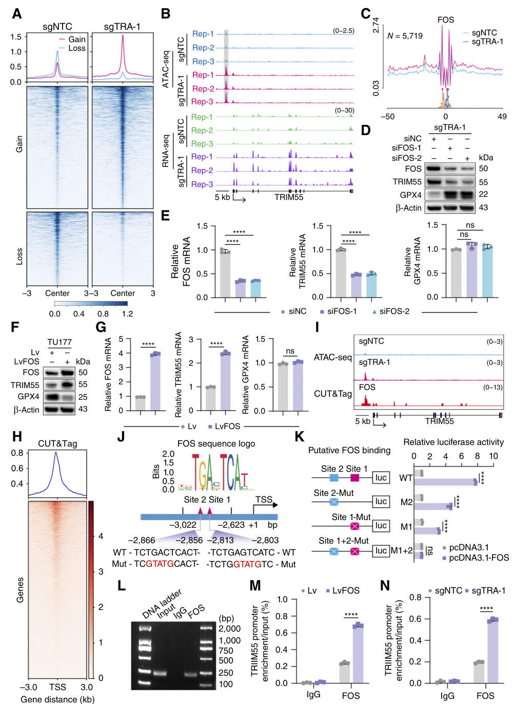Fig. 6：TRAPPC4 knockout enhances FOS binding to the TRIM55 upstream distal regulatory element and promotes its transcription. A, Average normalized ATAC-seq signal intensity (top) and corresponding heatmaps (bottom) for regions with significantly altered chromatin accessibility (gain or loss) within ±3 kb of peak centers in sgNTC and sgTRA-1 cells. B, IGV tracks display normalized ATAC-seq and RNA-seq signals in sgNTC and sgTRA-1 cells, illustrating chromatin accessibility and TRIM55 mRNA expression levels across three biological replicates. C, Genome-wide FOS transcription factor footprint. D and E, Western blot (D) and qRT-PCR (E) analyses of FOS, TRIM55, and GPX4 levels in sgTRA-1 cells transfected with siFOS-1, siFOS-2, or siNC. F and G, Western blot (F) analysis of FOS, TRIM55, and GPX4 expression and qRT-PCR (G) measurement of their relative mRNA levels in TU177 cells transduced with Lv or LvFOS. H, Heatmap of the genome-wide distribution of FOS antibody binding signals in sgTRA-1 cells generated by CUT&Tag. I, Genome browser snapshot showing overlapping chromatin accessibility from ATAC-seq (region: 66123874–66124273) and FOS-binding signals from CUT&Tag (region: 66122788–66125972) at the upstream distal regu- latory element of TRIM55. J, Schematic representation of putative FOS-binding sites within a distal regulatory element upstream of the TRIM55 gene. K, HEK293T cells were cotransfected with pTRIM55wt-Luc or mutant constructs (pTRIM55 M1-, M2-, or M1+2-Luc), together with pcDNA3.1-FOS or empty vector (pcDNA3.1) and the internal control plasmid pRL-TK. Relative luciferase activity was measured 24 hours after transfection using the dual-luciferase assay. L, The enrichment of FOS in the distal regulatory element upstream of TRIM55 was analyzed by ChIP-PCR assay. M and N, ChIP-qPCR analysis of FOS enrichment at the upstream distal regulatory element of TRIM55 in LvFOS and Lv cells (M) and sgTRA-1 and sgNTC cells (N). Data are presented as the mean ± SD; n ¼ 3 (E, G, K, M, and N). ns, not significant; , P < 0.0001.