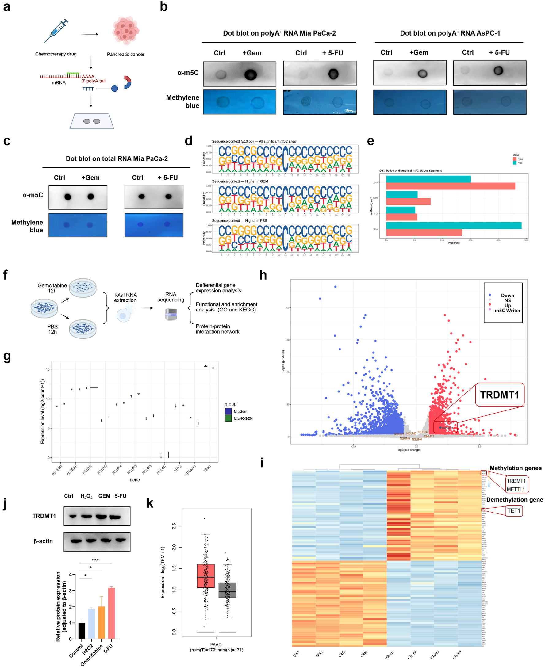 Fig. 1:Global profiling of mRNA m5C methylation and transcriptional responses to chemotherapy-induced DNA damage in pancreatic cancer cells (a) Schematic of the dot blot–based workflow for global quantification of mRNA m5C. (b) Dot blot of mRNA m5C in Mia PaCa-2 and AsPC-1 cells treated with gemcitabine (GEM) or 5-fluorouracil (5-FU). (c) Total RNA m5C levels in pancreatic cancer cells following GEM or 5-FU treatment. (d) Sequence context (±10 bp) surrounding significant m5C sites; all sites (top), GEM-enriched sites (middle), and PBS-enriched sites (bottom). (e) Distribution of hyper- and hypo-methylated m5C sites (GEM vs PBS) across major mRNA regions. (f) Schematic of RNA-seq workflow for GEM-versus PBS-treated pancreatic cancer cells. (g) Expression of repre\u00ad sentative m5C regulatory genes before and after GEM treatment. (h) Volcano plot of differentially expressed genes in GEM-treated cells. (i) Heatmap of selected RNA- modification–related genes following DNA-damaging treatments. (j) Expression of TRDMT1 after H2O2, GEM, or 5-FU treatment. (k) TRDMT1 expression in TCGA pancreatic cancer tumors and adjacent normal tissues. (a) Created in BioRender. Luo, W. (2026) https://BioRender.com/6tvfcmr.