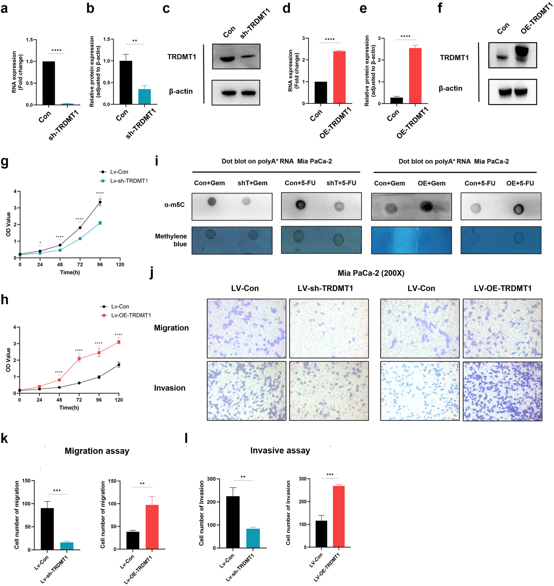 Fig. 2:TRDMT1 promotes malignant phenotypes and modulates chemotherapy-associated mRNA m5C levels. (a) qRT–PCR validation of stable TRDMT1 knockdown in Mia PaCa-2 cells. (b-c) Immunoblot validation of TRDMT1 knockdown in Mia PaCa-2 cells. (d) qRT-PCR validation of stable TRDMT1 overexpression in Mia PaCa-2 cells. (e–f) Immunoblot validation of TRDMT1 overexpression in Mia PaCa-2 cells. (g) Proliferation assays in TRDMT1 knockdown cells. (h) Proliferation assays in TRDMT1 overexpression cells. (i) Dot blot of mRNA m5C in Mia PaCa-2 cells following GEM or 5-FU treatment with TRDMT1 knockdown or overexpression. (j-l) Transwell migration and invasion assays in cells with TRDMT1 knockdown or overexpression.
