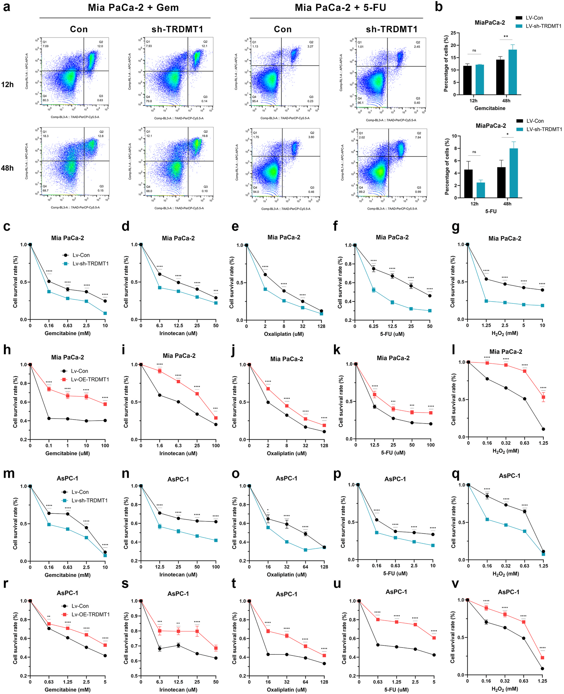 Fig. 3:TRDMT1 modulates chemosensitivity in pancreatic cancer cells. (a,b) Apoptosis in Mia PaCa-2 cells after GEM or 5-FU exposure and after recovery. (c–g) Drug sensitivity assays in Mia PaCa-2 cells with TRDMT1 knockdown (GEM, irinotecan, oxaliplatin, 5-FU, H2O2). (h–l) Drug sensitivity assays in Mia PaCa-2 cells with TRDMT1 overexpression. (m–q) Drug sensitivity assays in AsPC-1 cells with TRDMT1 knockdown. (r–v) Drug sensitivity assays in AsPC-1 cells with TRDMT1 overexpression.