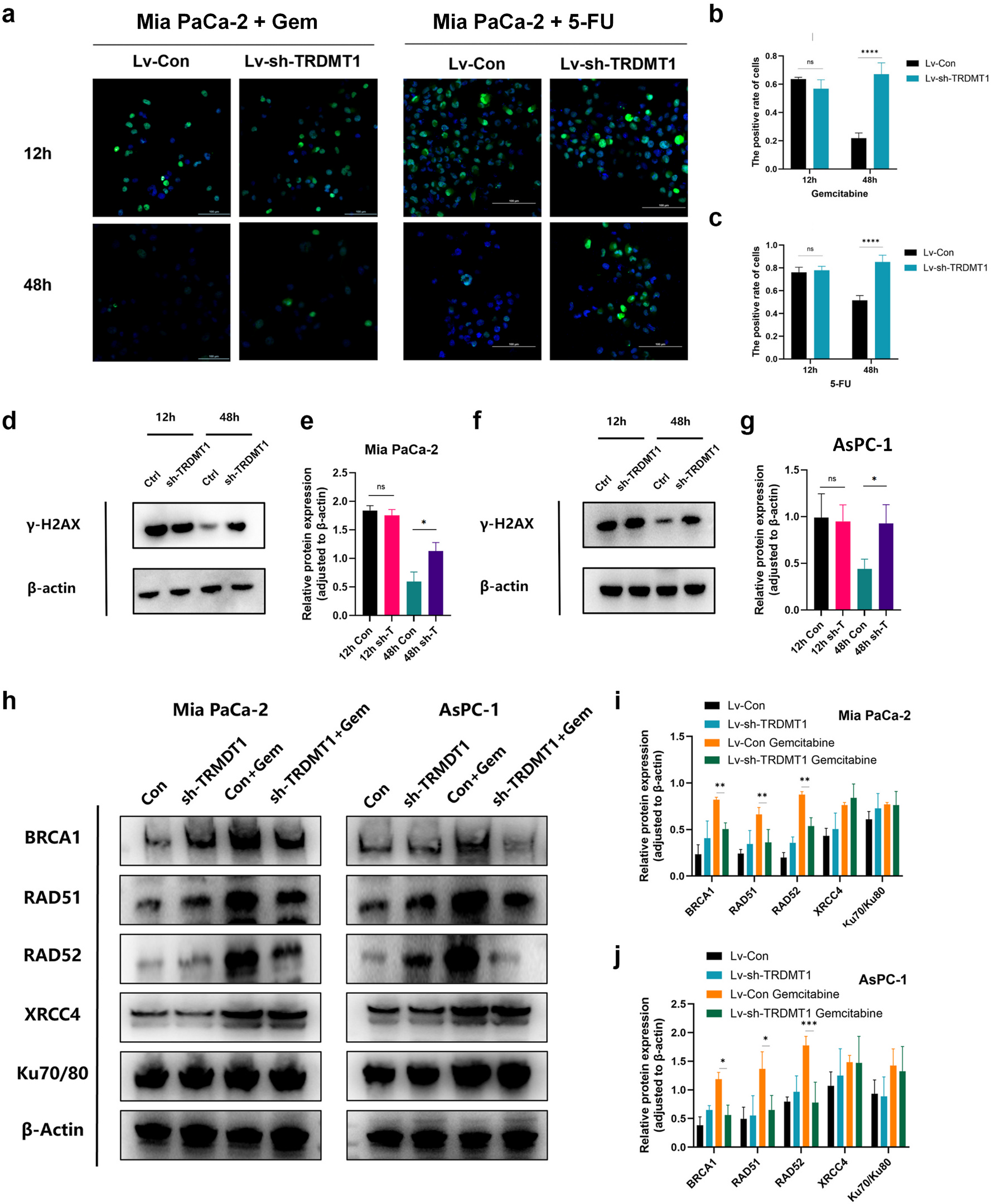 Fig. 4:TRDMT1 selectively supports homologous recombination–associated DNA damage repair after chemotherapy. (a-c) γ-H2AX immunofluorescence in Mia PaCa-2 cells treated with GEM or 5-FU and quantified at indicated time points. γ-H2AX (green), DAPI (blue). (d-g) Immunoblot of γ-H2AX in Mia PaCa-2 cells at indicated time points following GEM or 5-FU treatment and recovery. (h-j) Immunoblot of DNA repair pathway proteins (HR/TC-HR and NHEJ) in Mia PaCa-2 and AsPC-1 cells with or without GEM treatment. (For interpretation of the references to color in this figure legend, the reader is referred to the Web version of this article.)