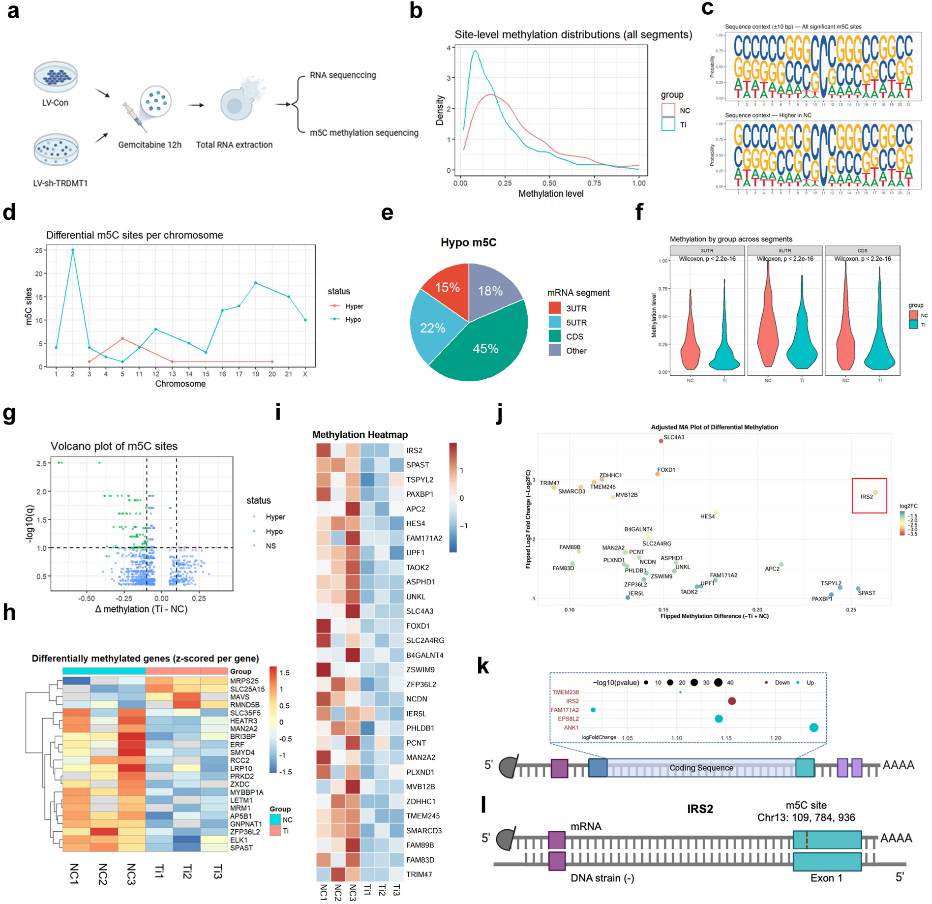 Fig. 5:m5C profiling identifies IRS2 as a TRDMT1-dependent target under gemcitabine stress. (a) Experimental design for m5C profiling in GEM-treated control (NC) and TRDMT1 knockdown (Ti) cells. (b) Density distribution of site-level m5C methylation across detected transcript segments (NC vs Ti). (c) Sequence logo of nucleotide context surrounding significant differential m5C sites; all significant sites (top) and NC-enriched sites (bottom). (d) Chromosomal distribution of differentially methylated m5C (DMC) sites (Ti vs NC). (e) Distribution of hypomethylated m5C sites across mRNA regions. (f) Violin plots of m5C methylation across transcript segments (NC vs Ti); Wilcoxon rank-sum test. (g) Volcano plot of differential m5C sites (Δ methylation = Ti −NC). (h) Heatmap of differentially methylated genes (z-score per gene) in NC and Ti samples. (i) Heatmap of representative differentially methylated genes. (j) Adjusted MA plot of differential m5C sites with selected genes labeled; IRS2 highlighted. (k) Schematic of differential m5C site distribution along the IRS2 transcript. (l) Genomic annotation of the IRS2 locus indicating the m5C-modified site (Chr13: 109,784,936). (a) Created in BioRender. Luo, W. (2026) https://BioRender.com/b2wdiyy.